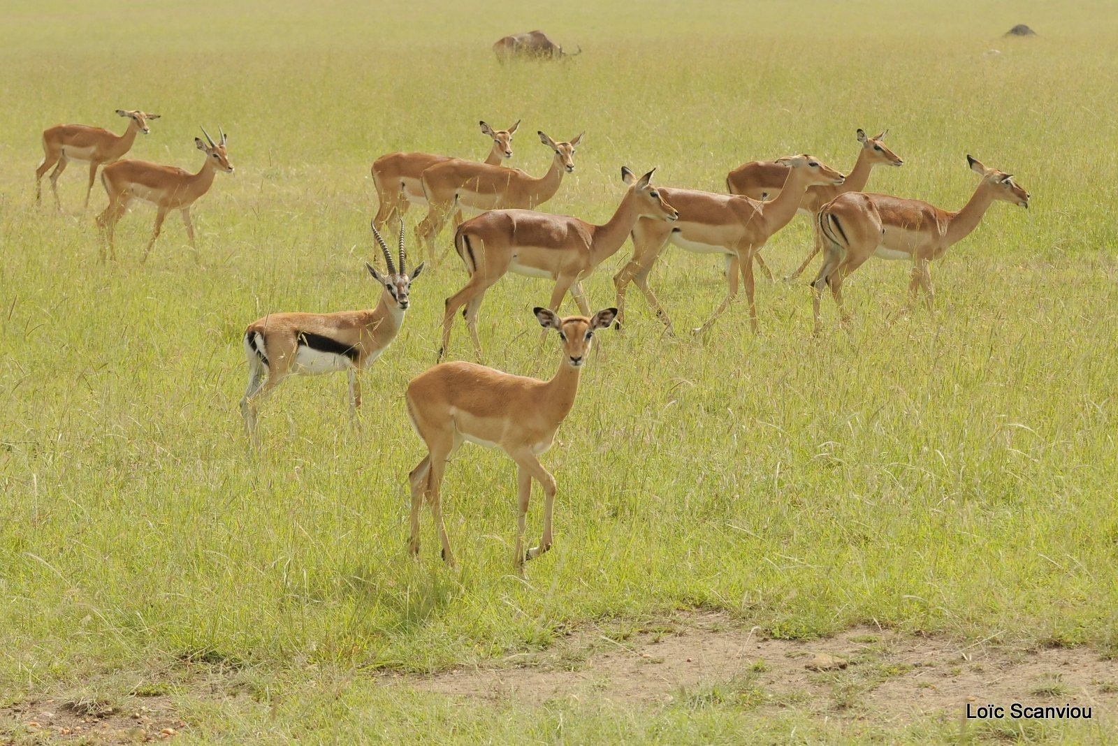 Impala (2)