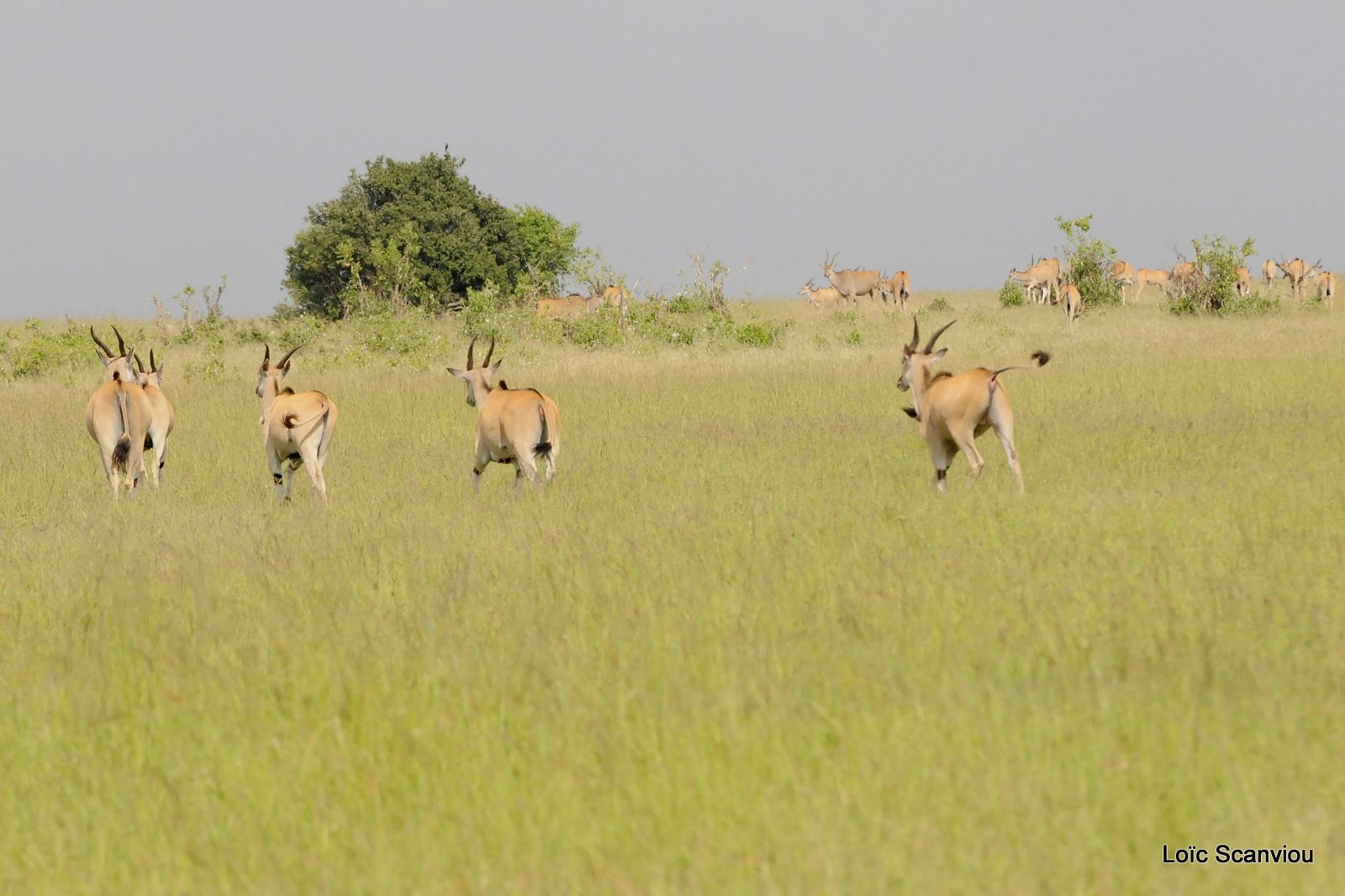 Eland du Cap/Cape Eland (1)