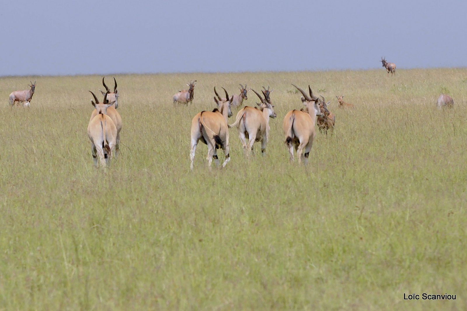 Eland du Cap/Cape Eland (2)