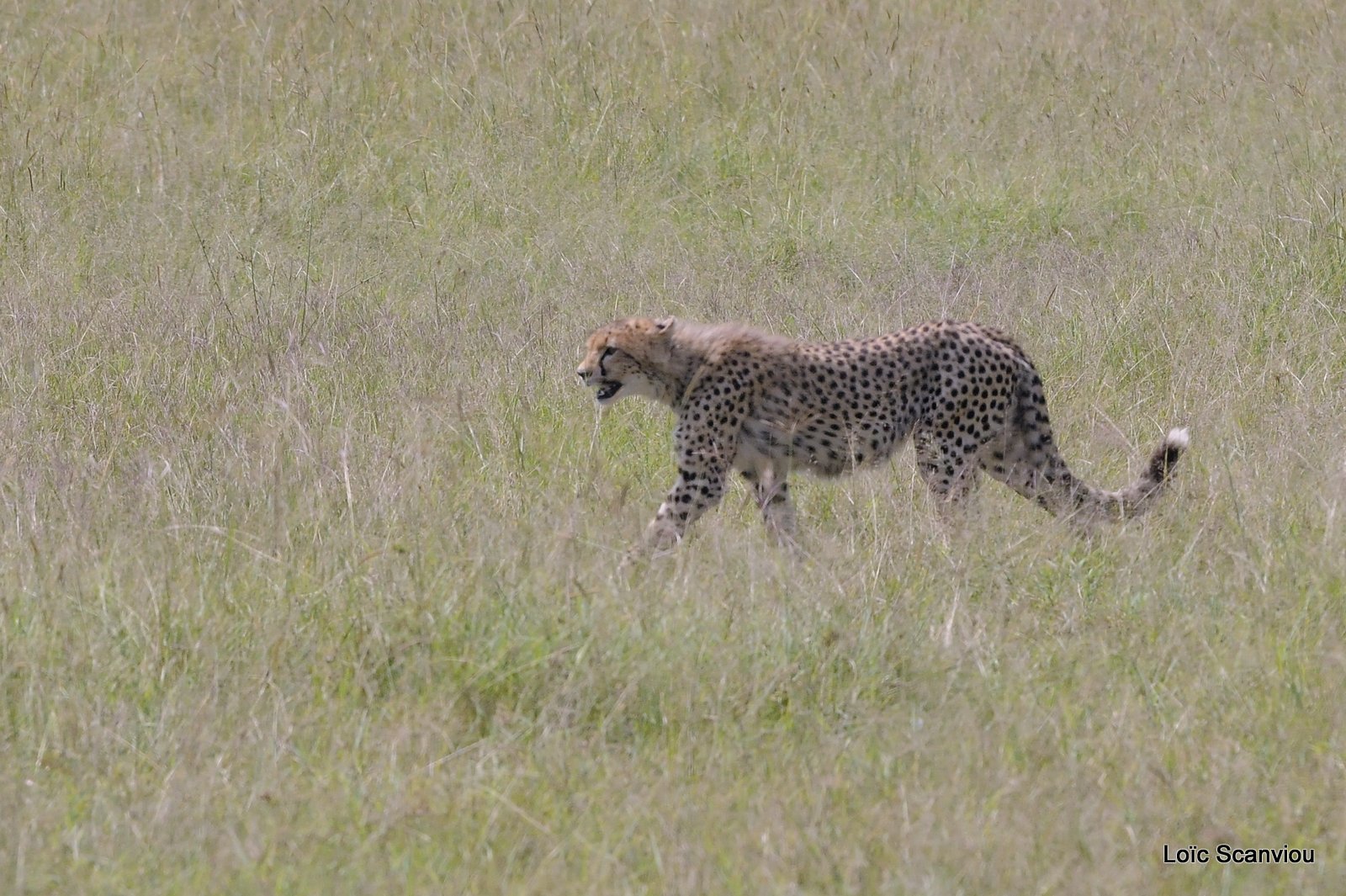 Guépard/Cheetah (10)