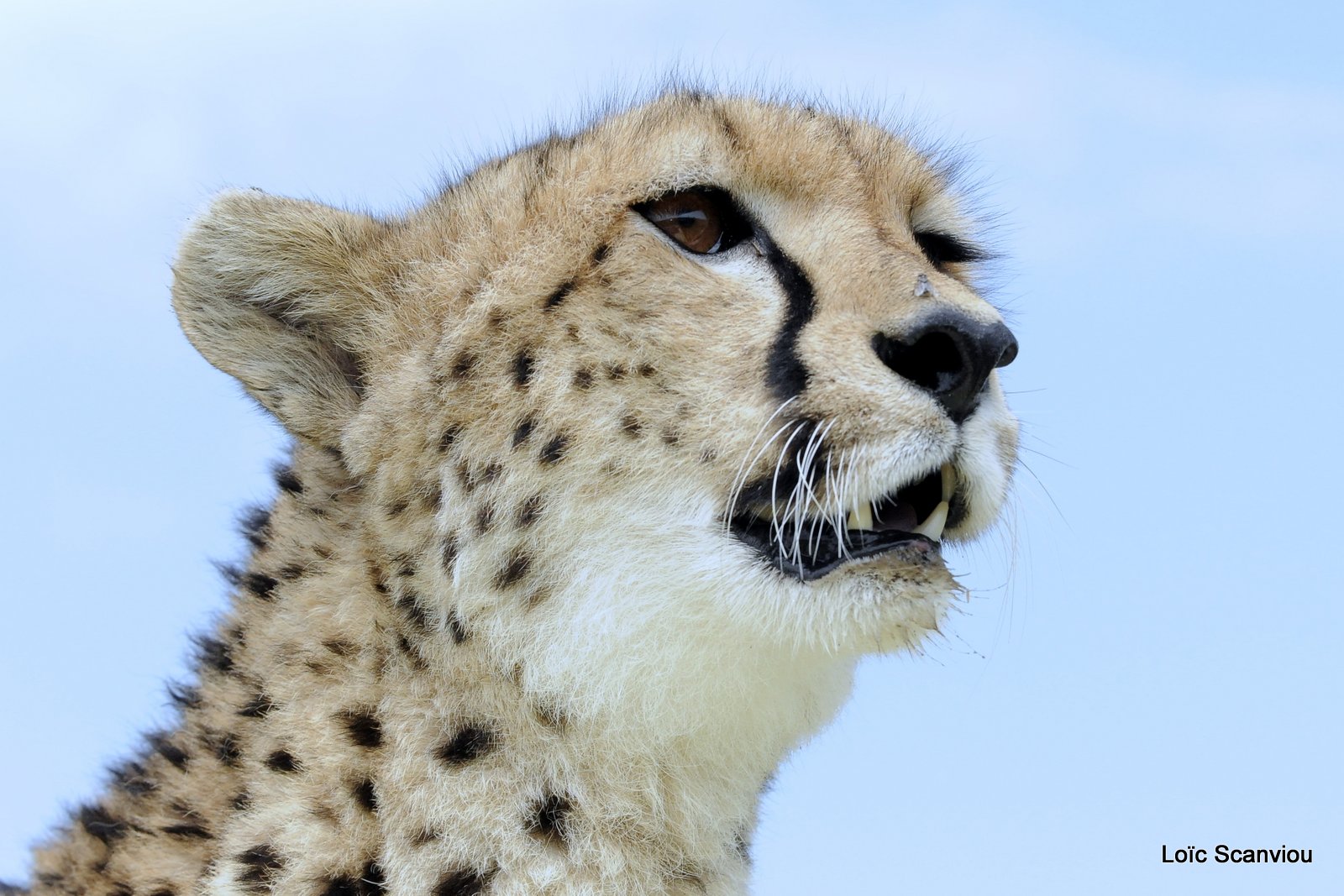 Guépard/Cheetah (12)