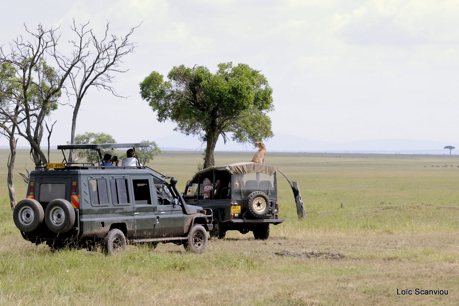 Guépard/Cheetah (13)