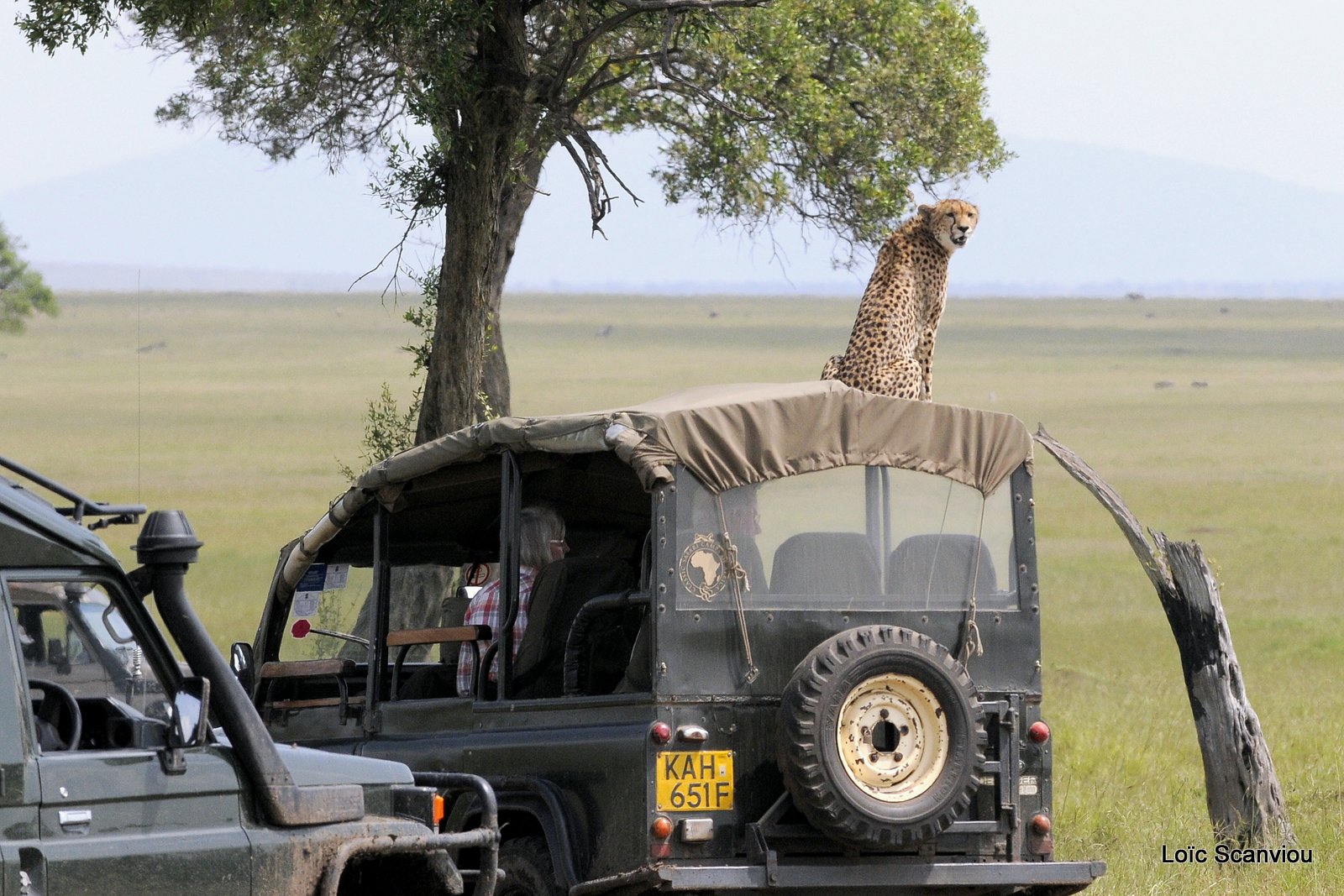 Guépard/Cheetah (15)