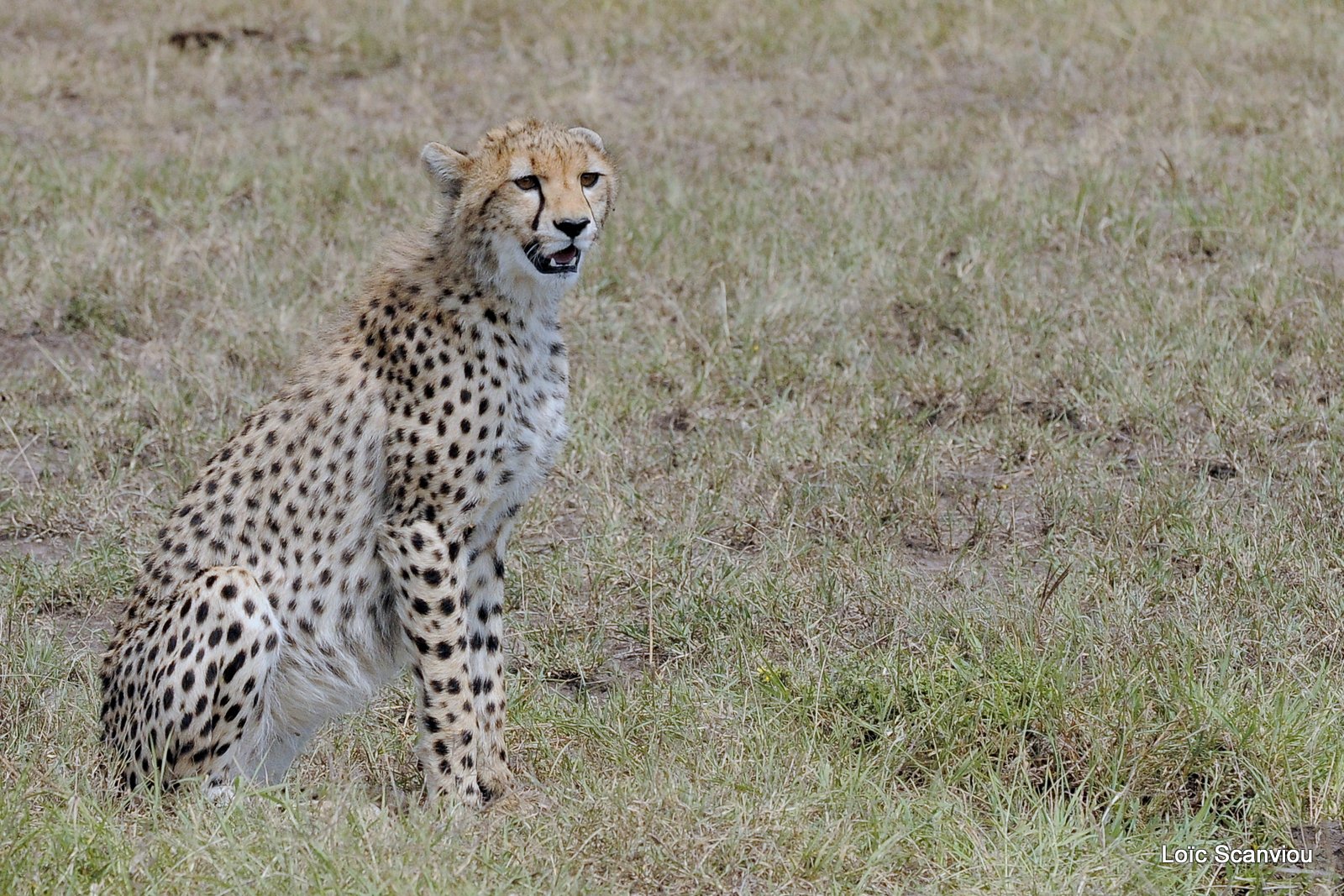 Guépard/Cheetah (17)