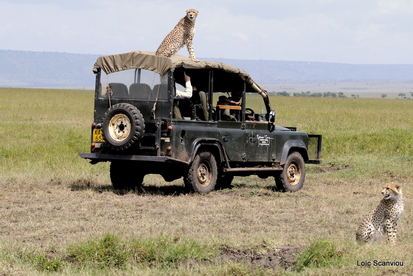 Guépard/Cheetah (18)
