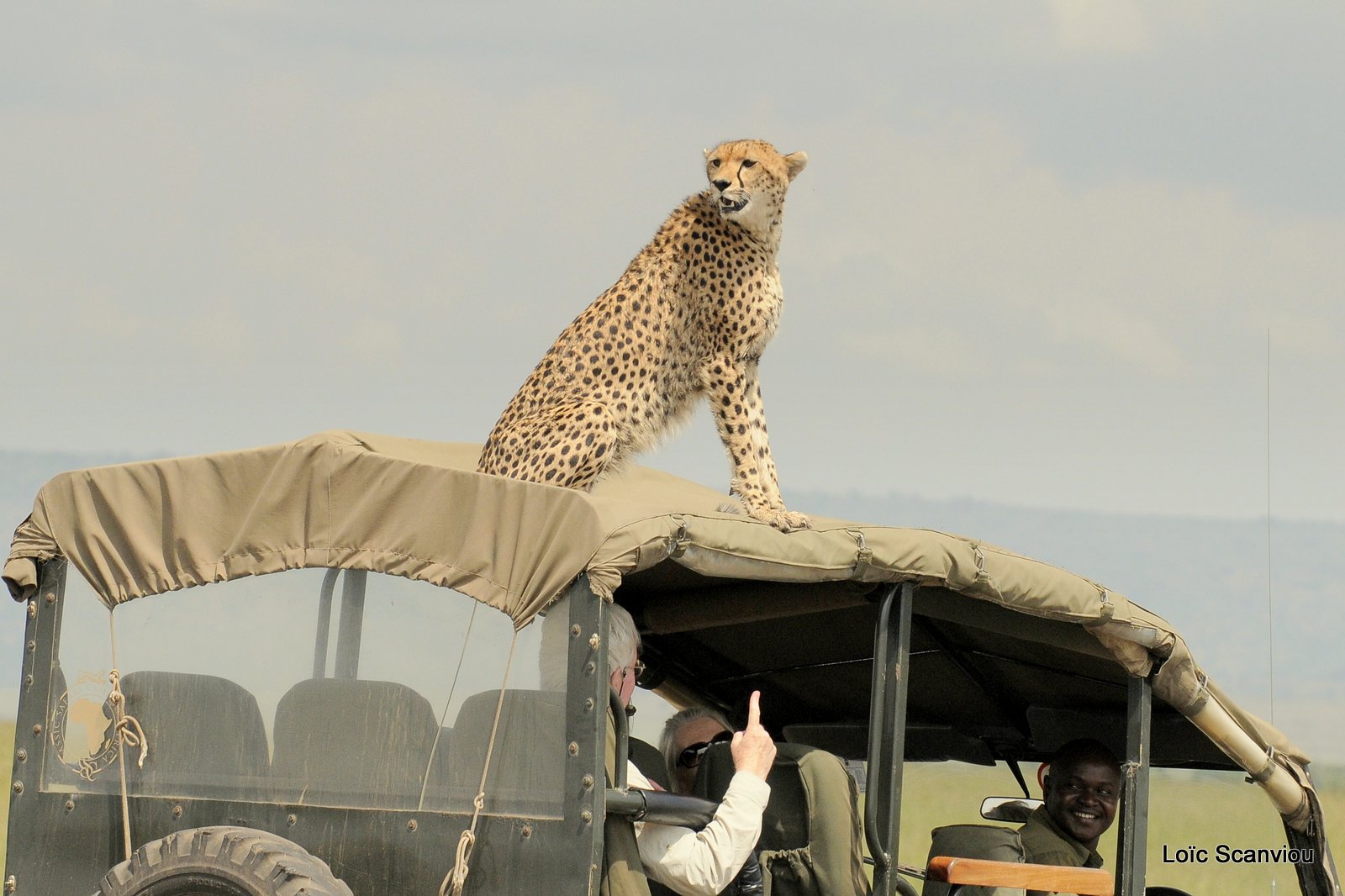 Guépard/Cheetah (19)
