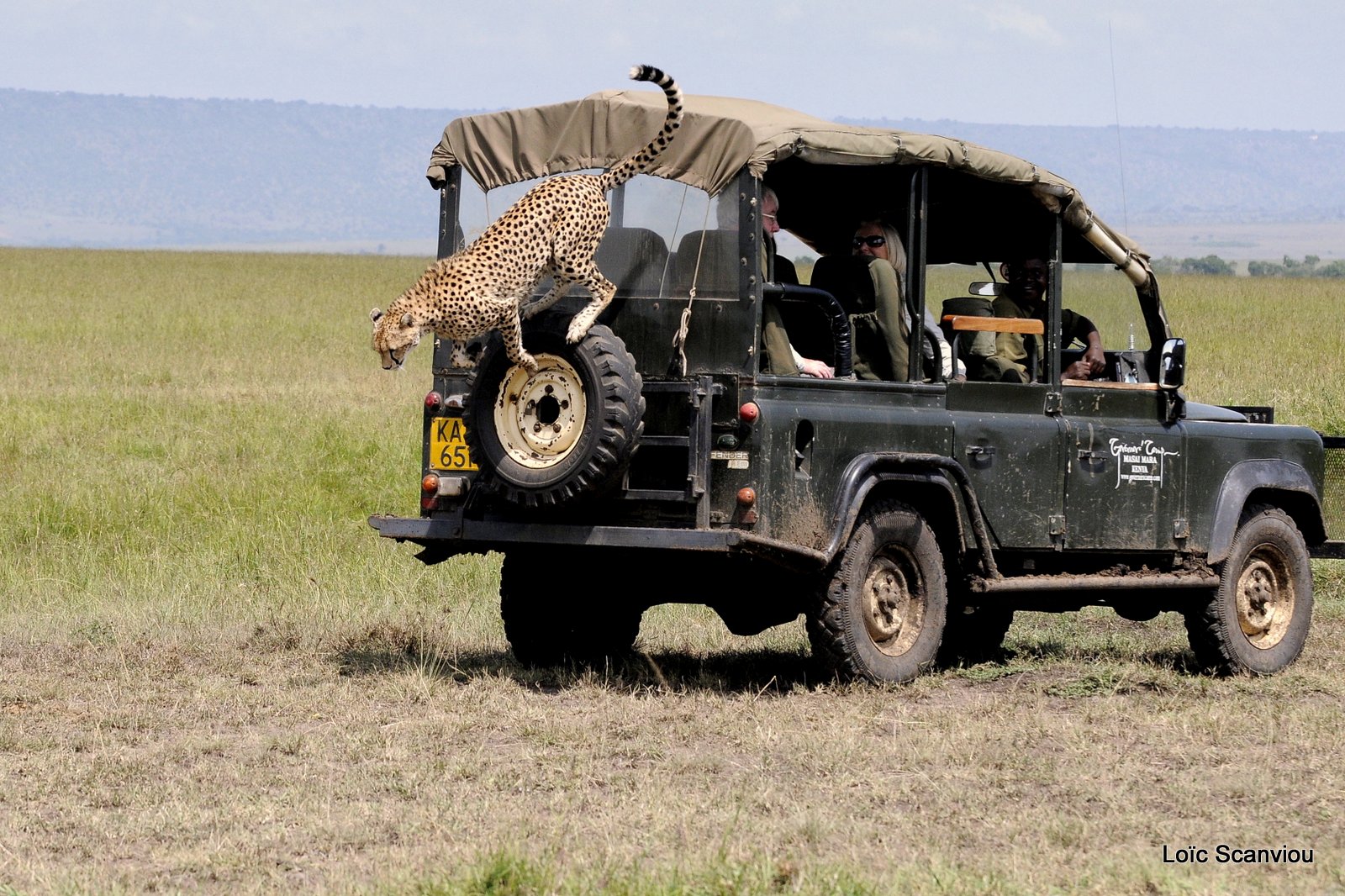 Guépard/Cheetah (20)