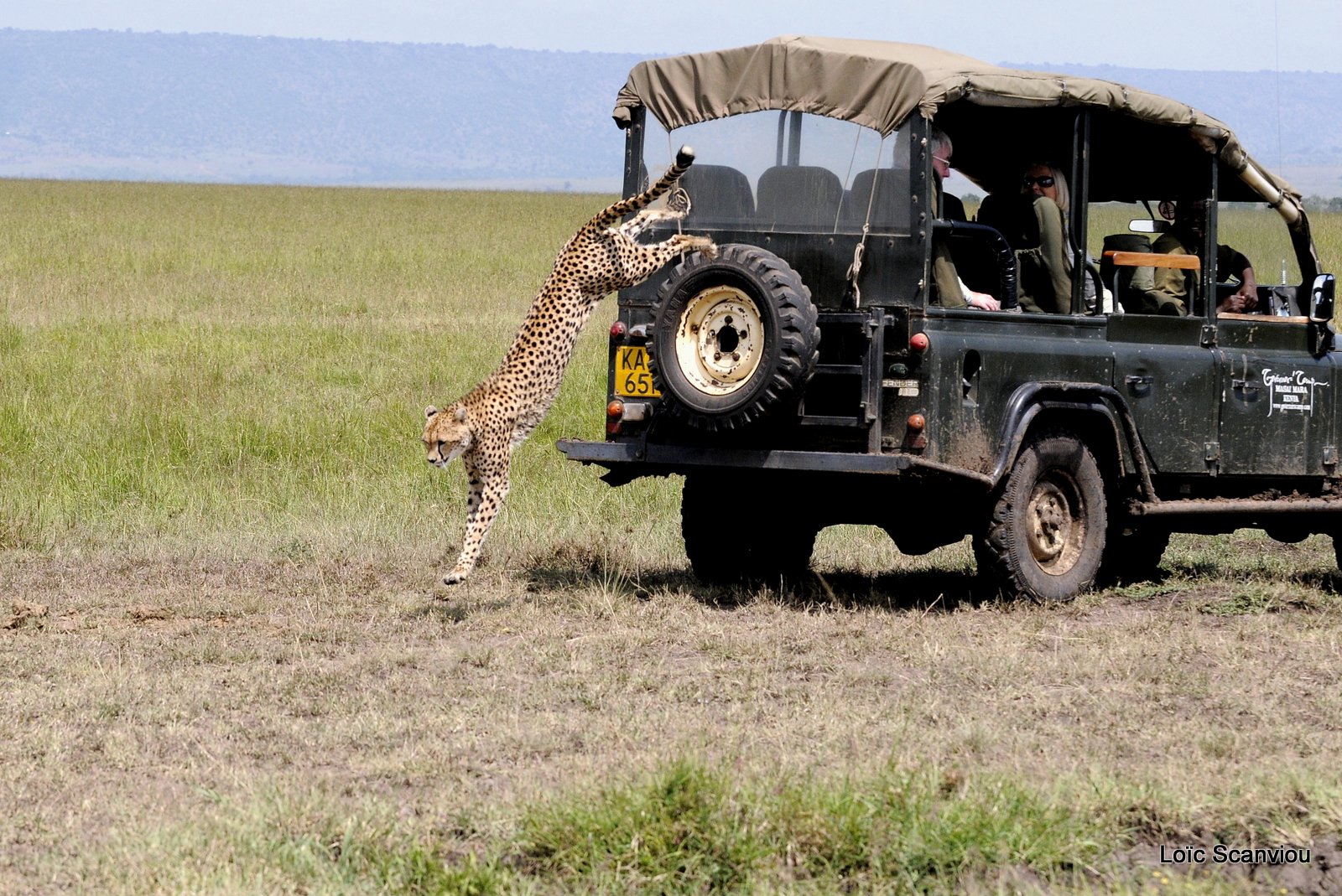 Guépard/Cheetah (21)