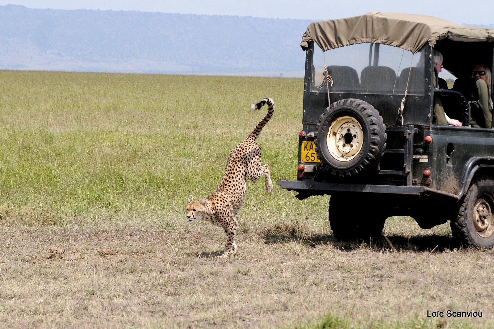 Guépard/Cheetah (22)