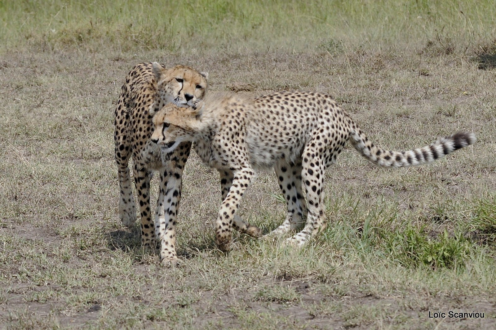 Guépard/Cheetah (23)