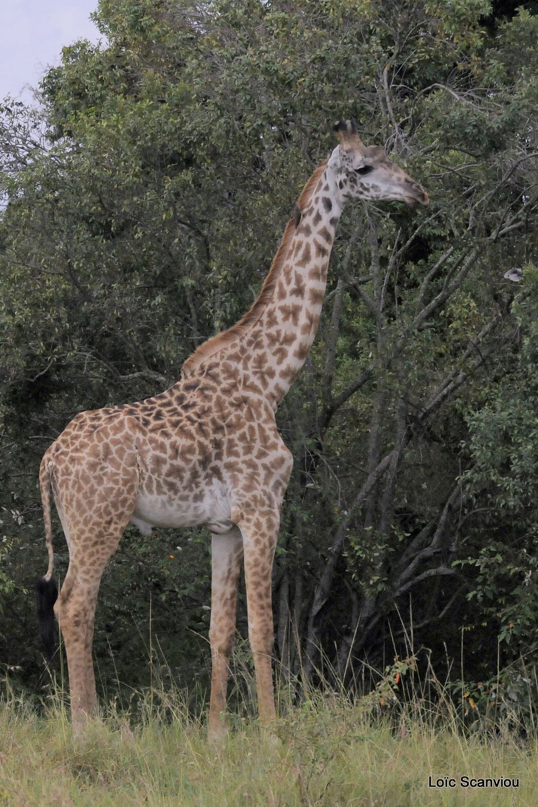 Girafe/Giraffe (1)