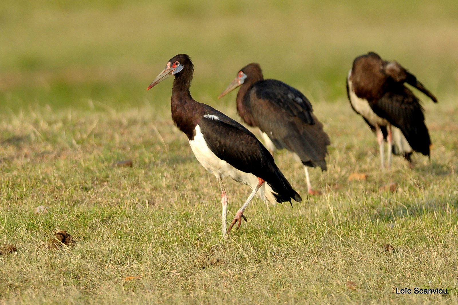 Cigogne d'Abdim/Abdim's Stork (1)