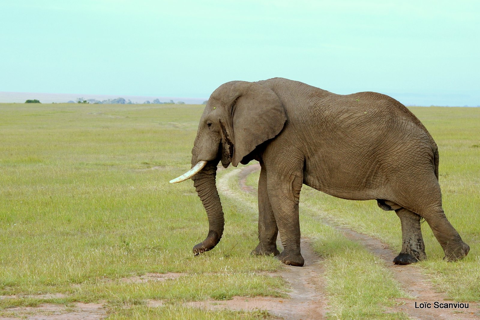 Eléphant (17)