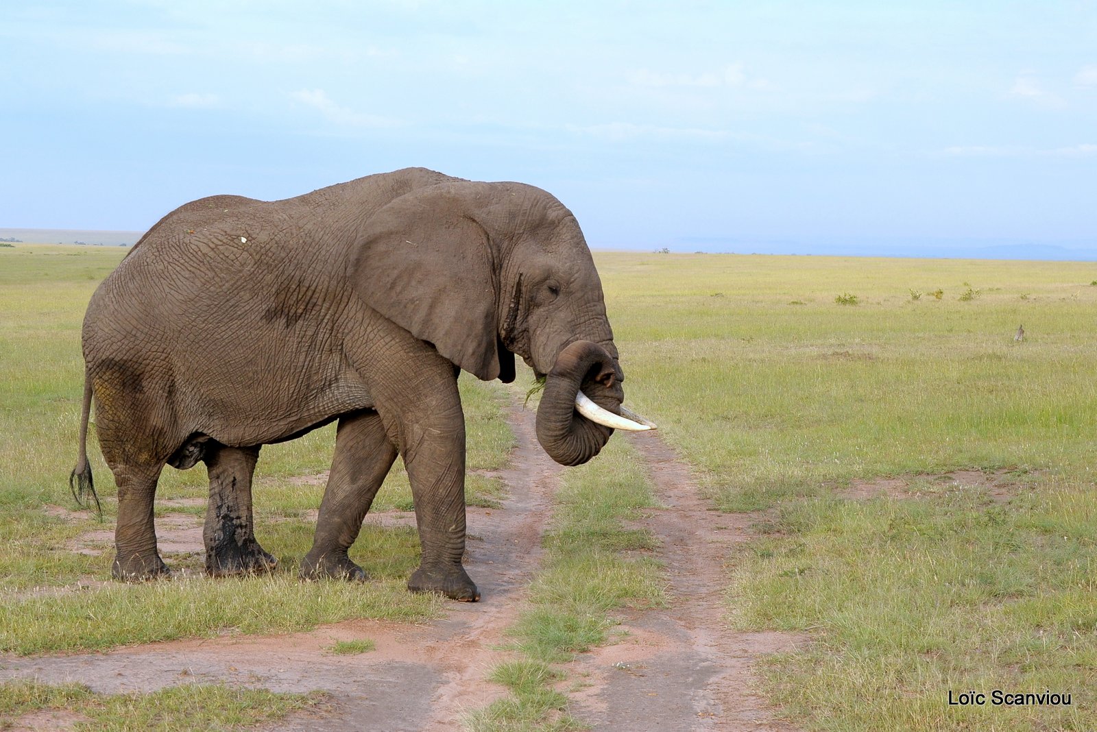 Eléphant (18)