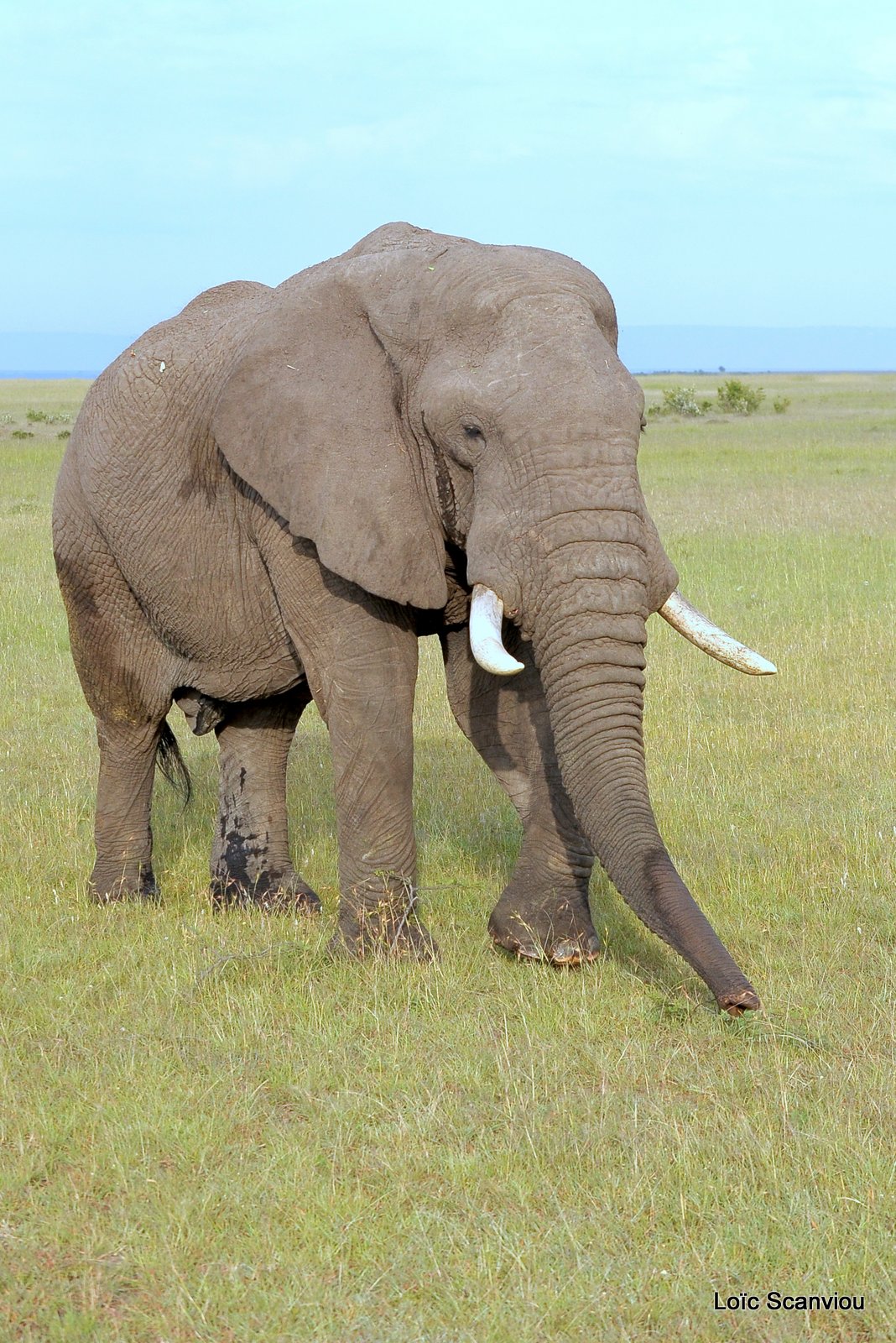 Eléphant (19)