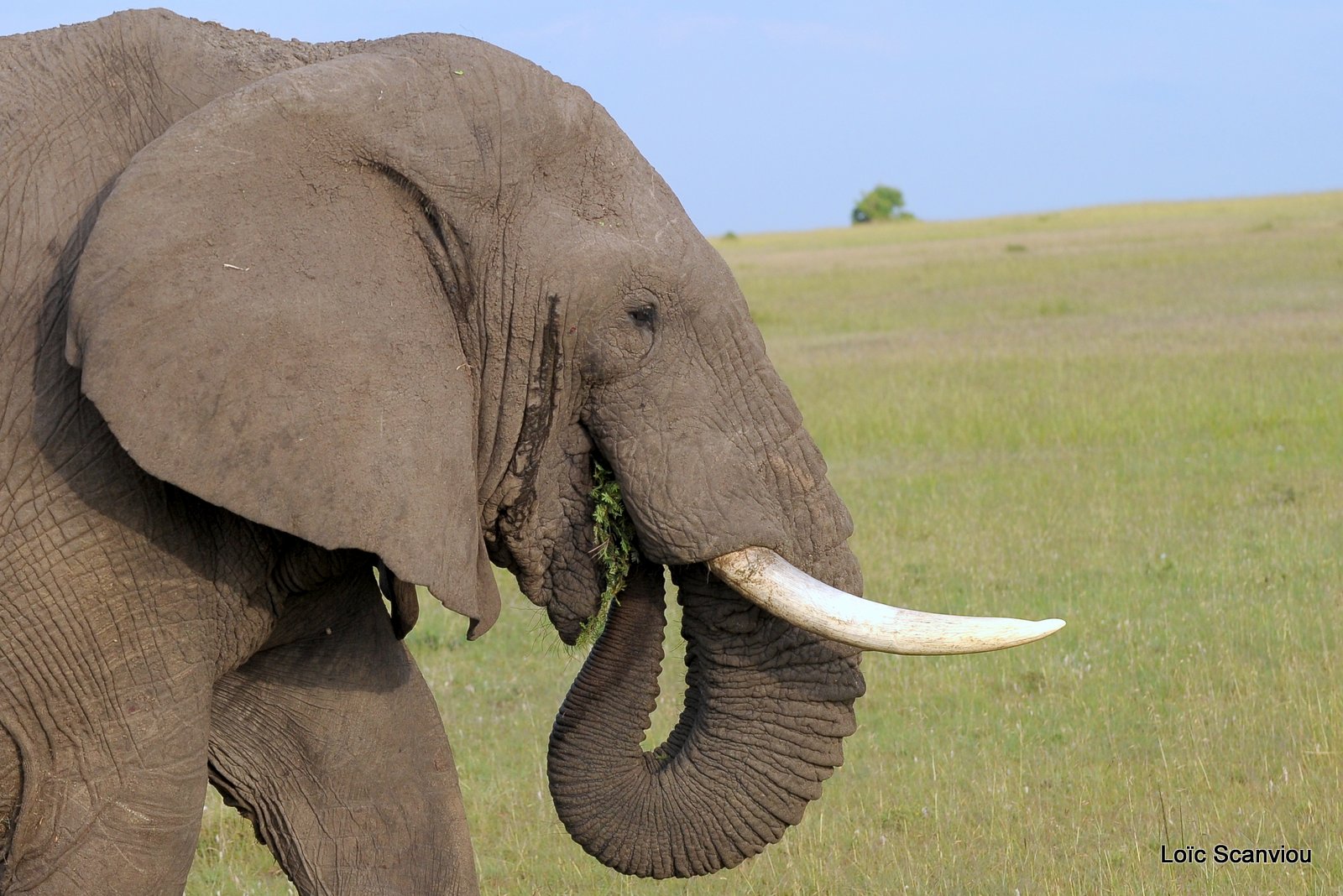 Eléphant (21)