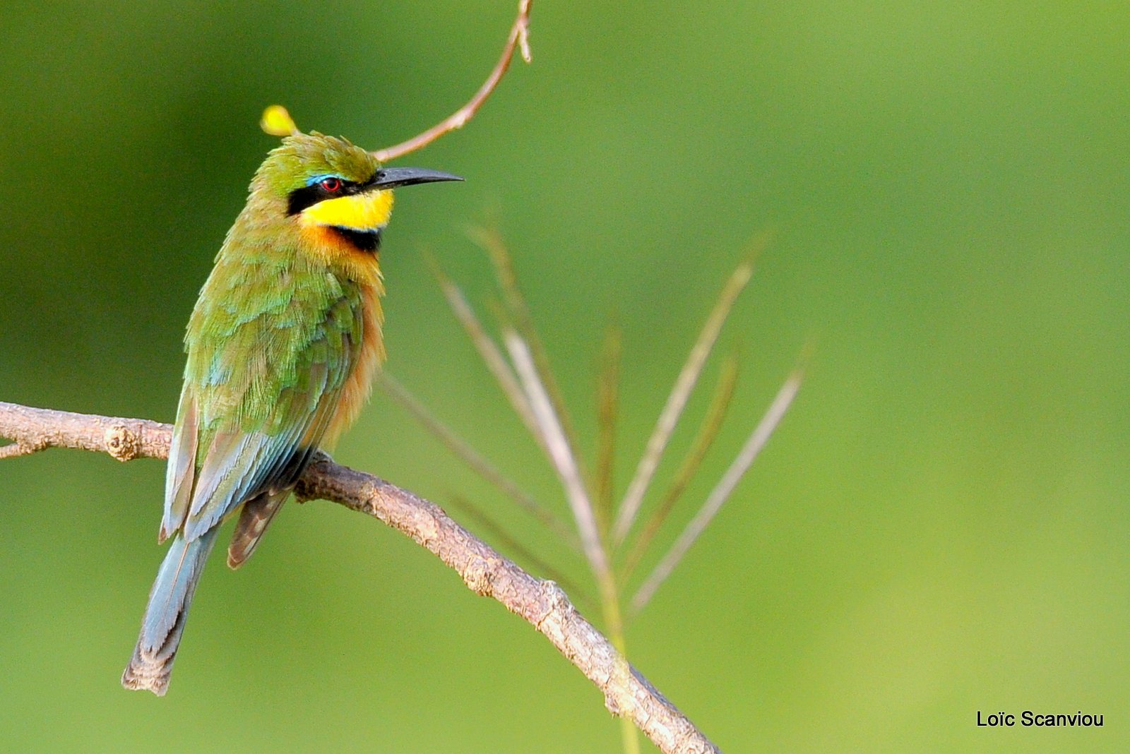 Guêpier nain/Little Bee-Eater (1)
