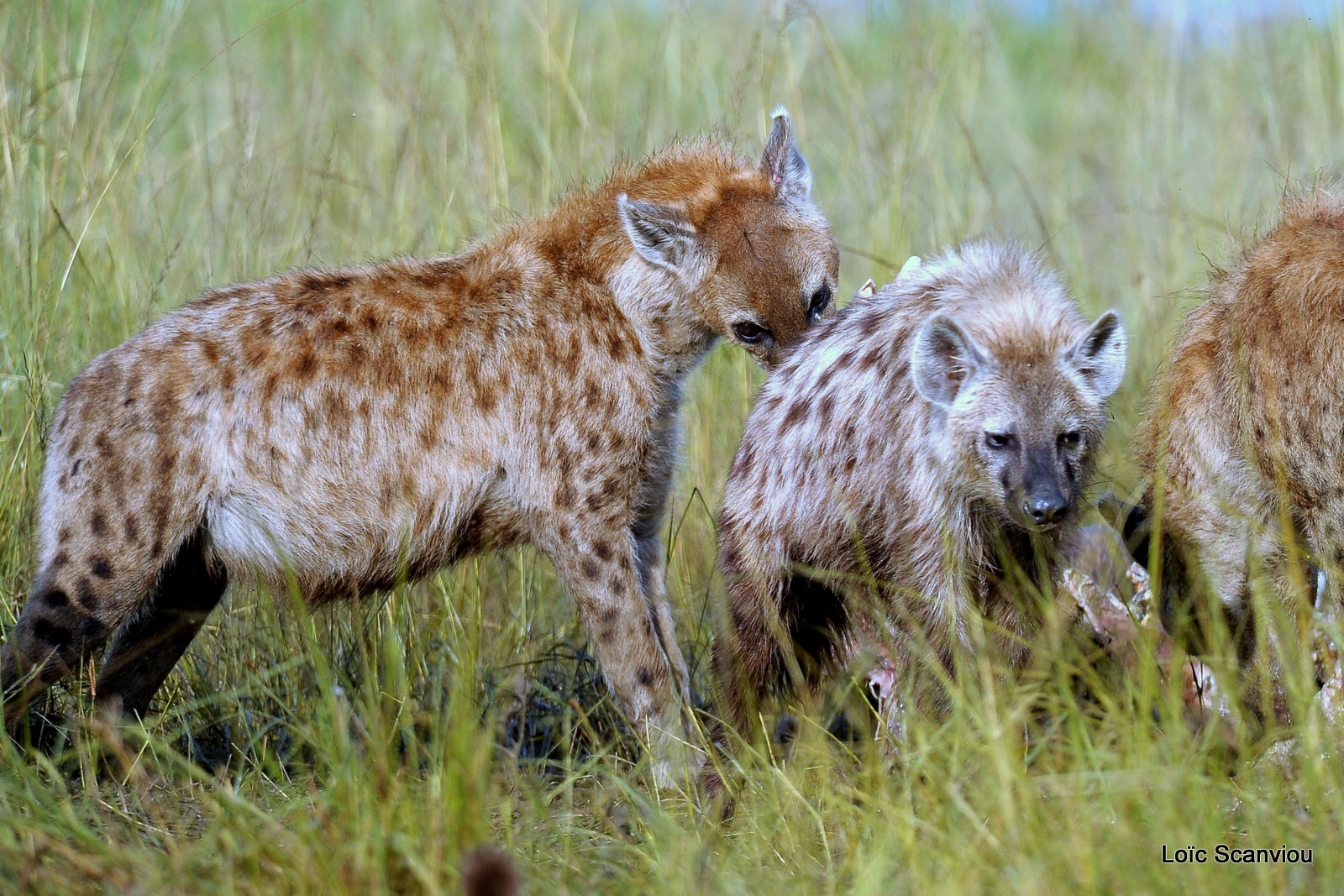 Hyène tachetée/Spotted Hyena (11)
