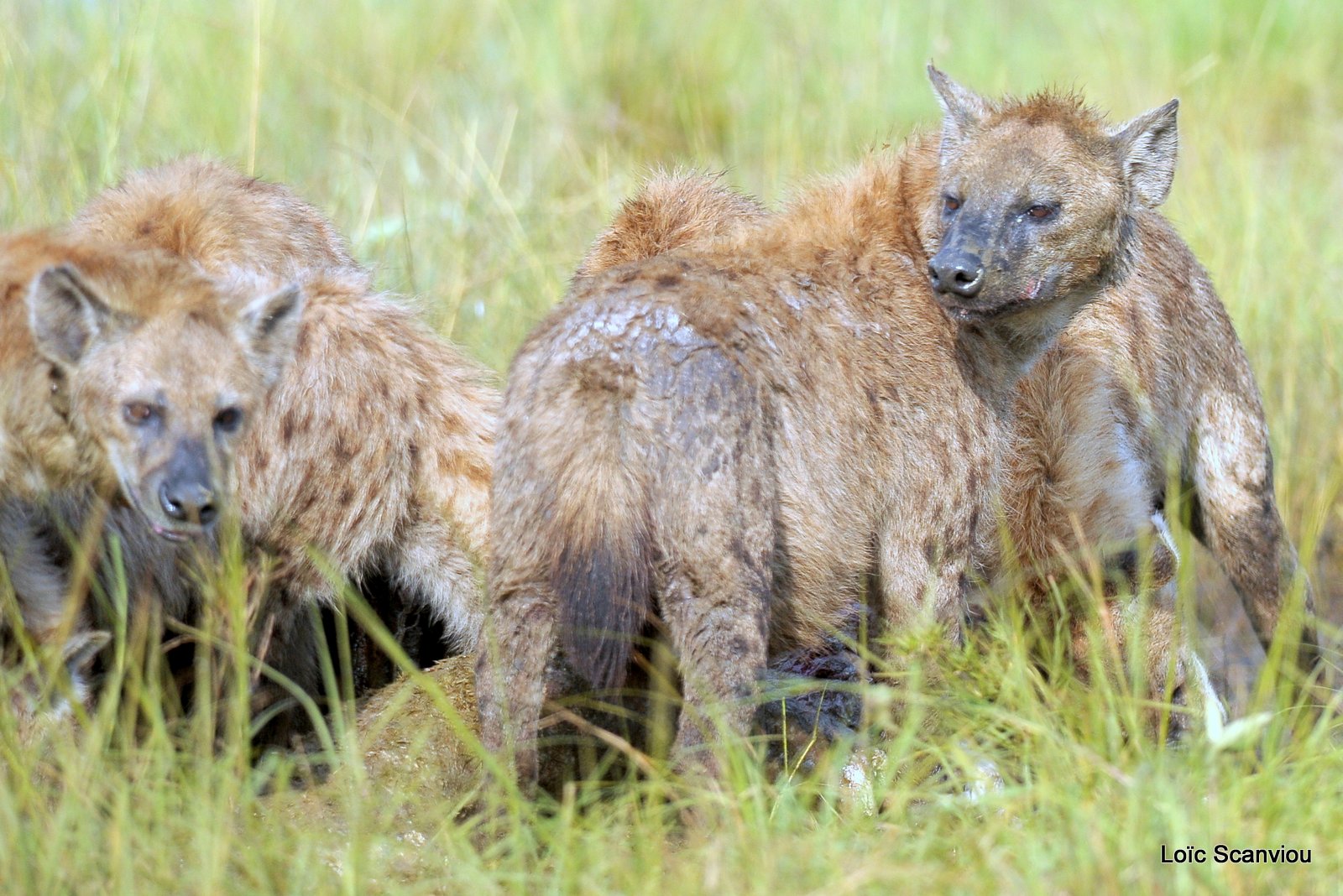 Hyène tachetée/Spotted Hyena (12)