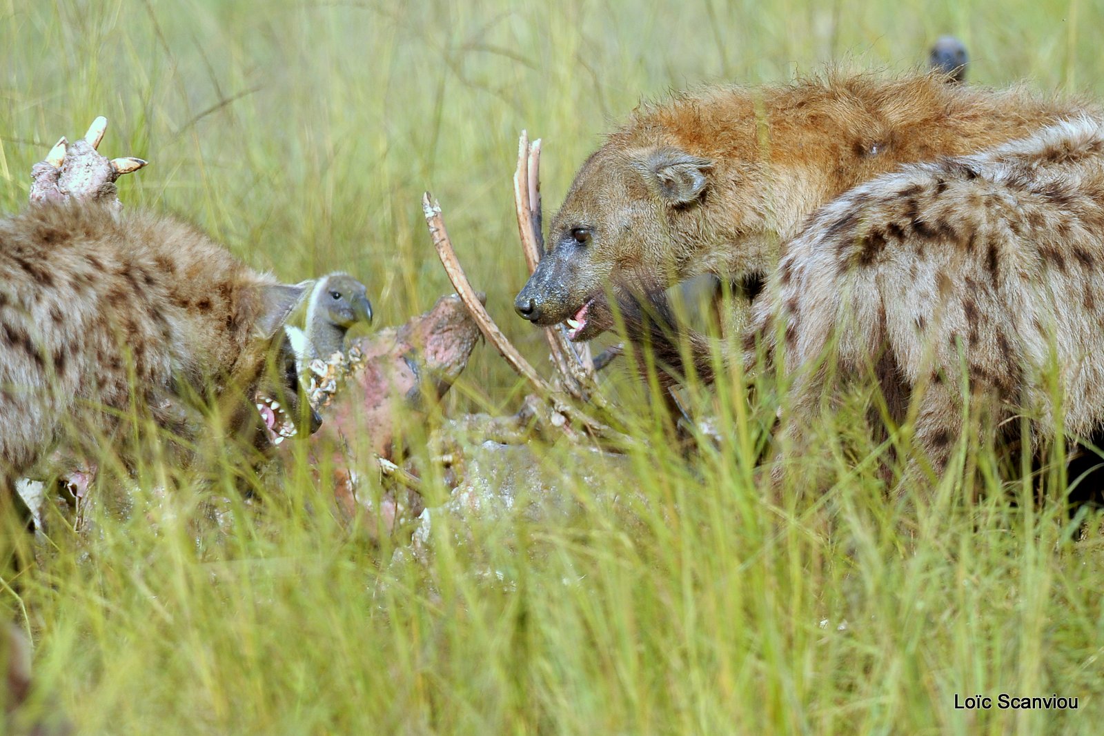 Hyène tachetée/Spotted Hyena (13)