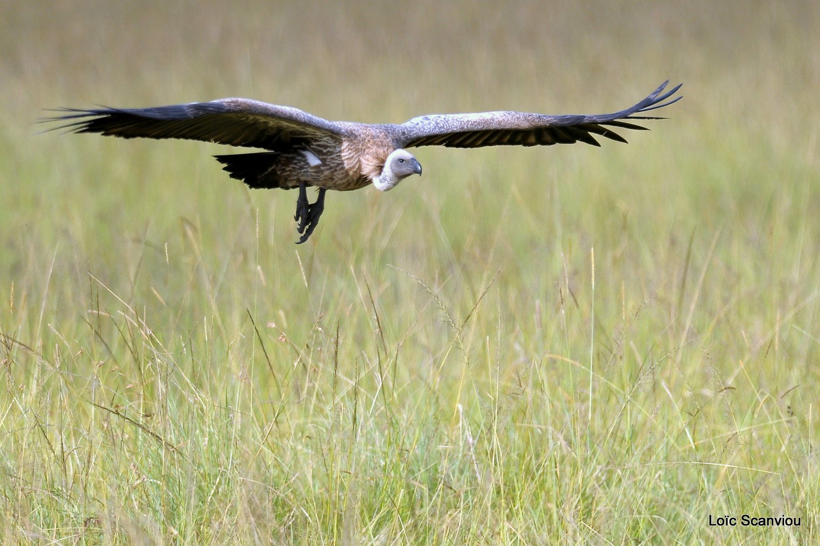 Vautour africain/African White-backed Vulture (1)