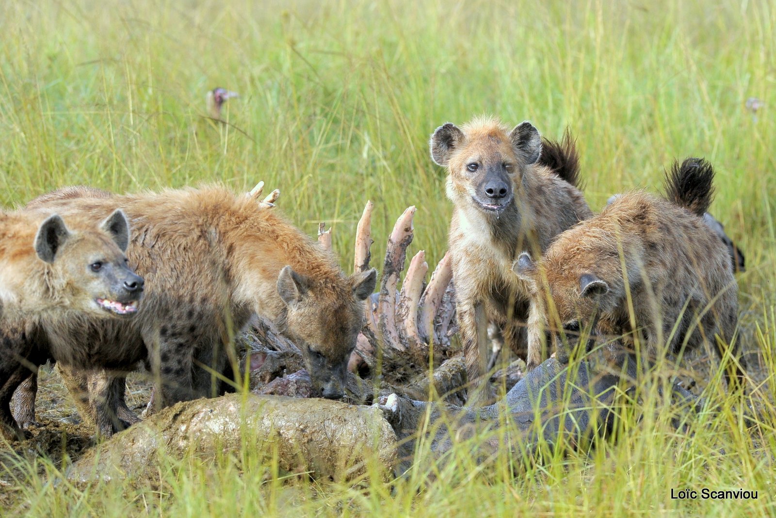 Hyène tachetée/Spotted Hyena (14)