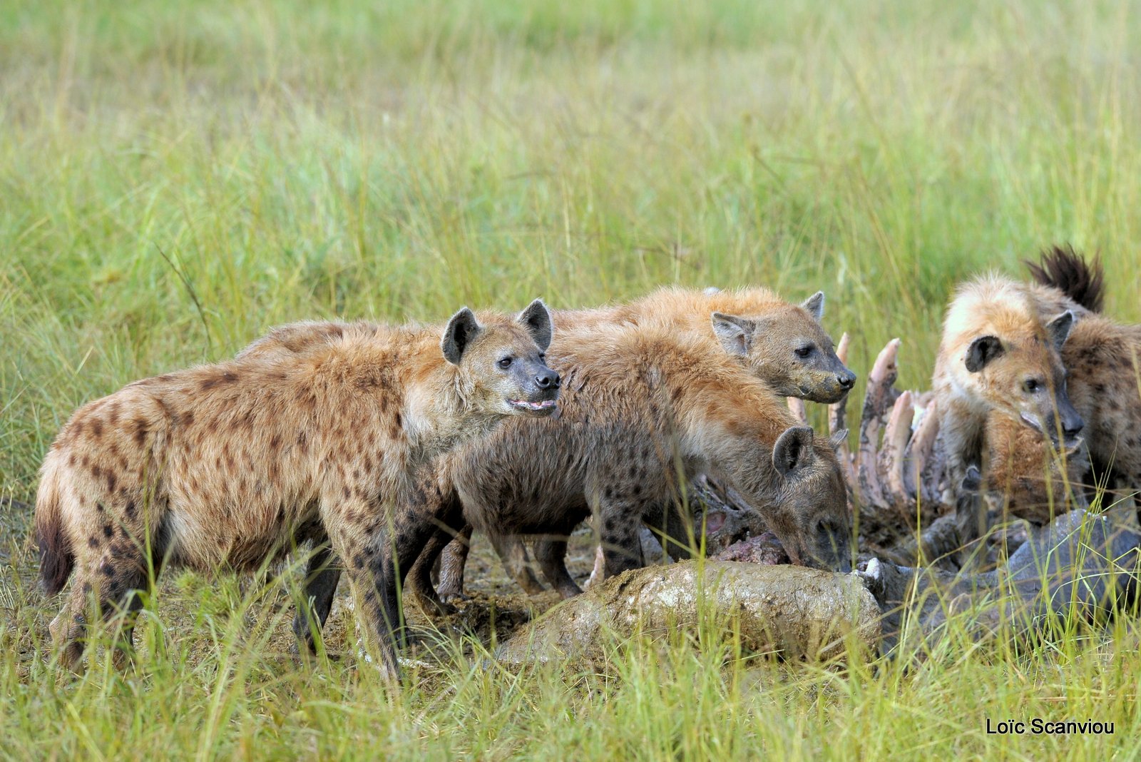 Hyène tachetée/Spotted Hyena (15)