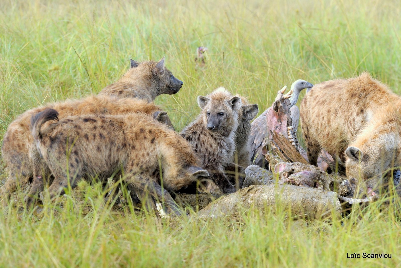 Hyène tachetée/Spotted Hyena (18)
