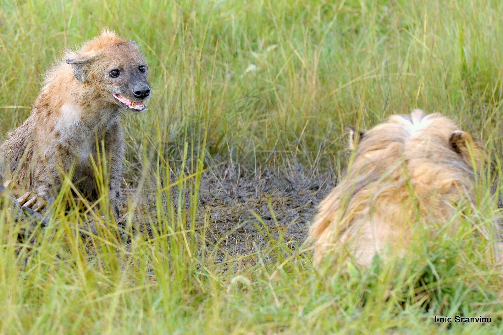 Hyène tachetée/Spotted Hyena (20)