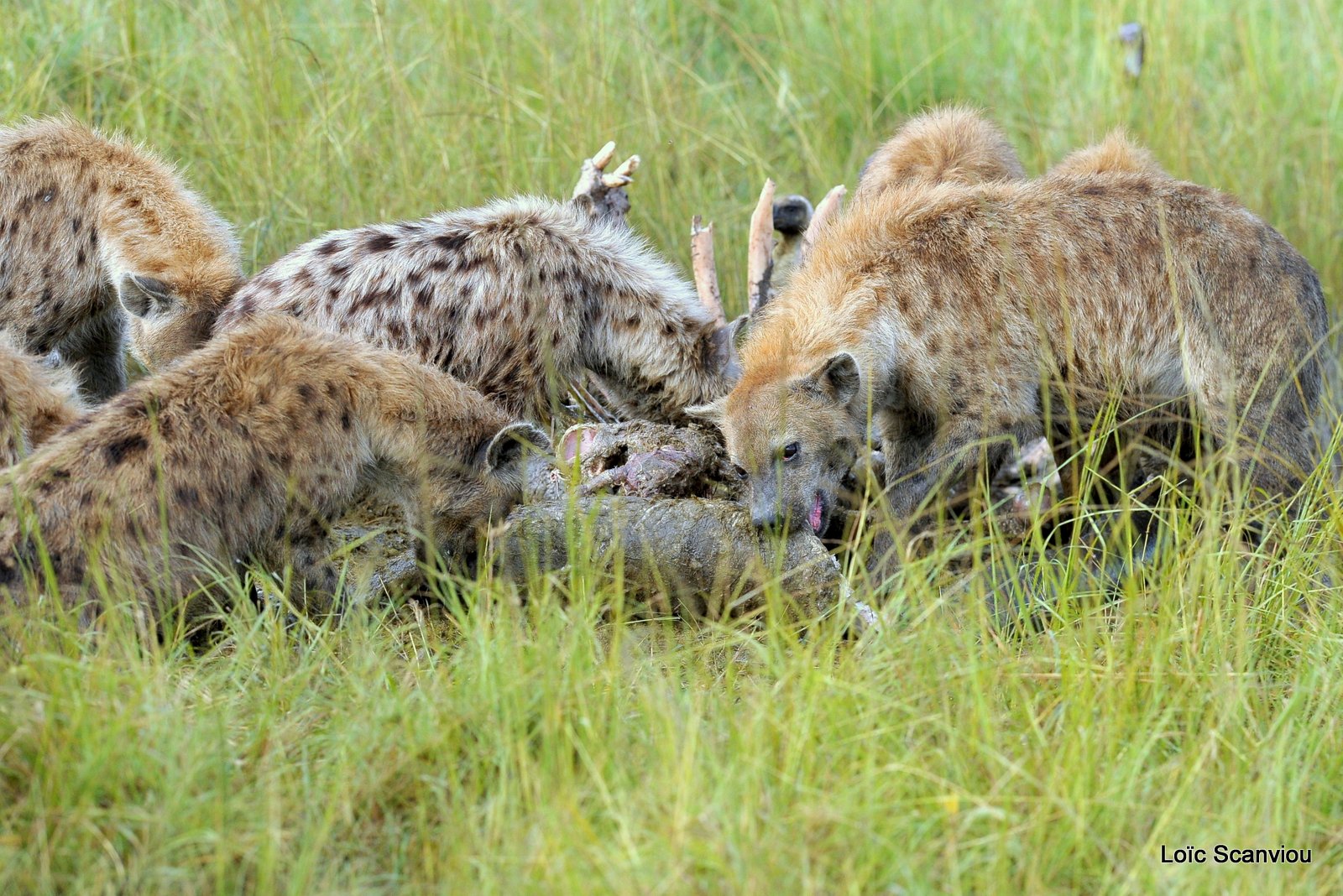 Hyène tachetée/Spotted Hyena (21)