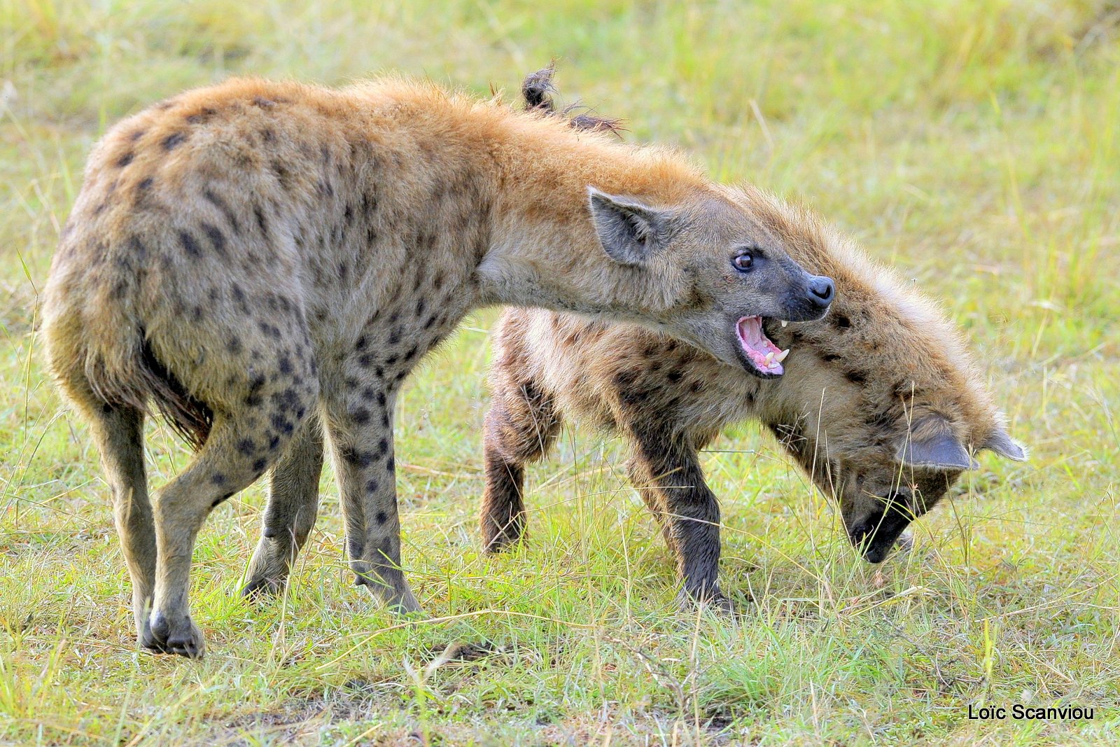 Hyène tachetée/Spotted Hyena (22)