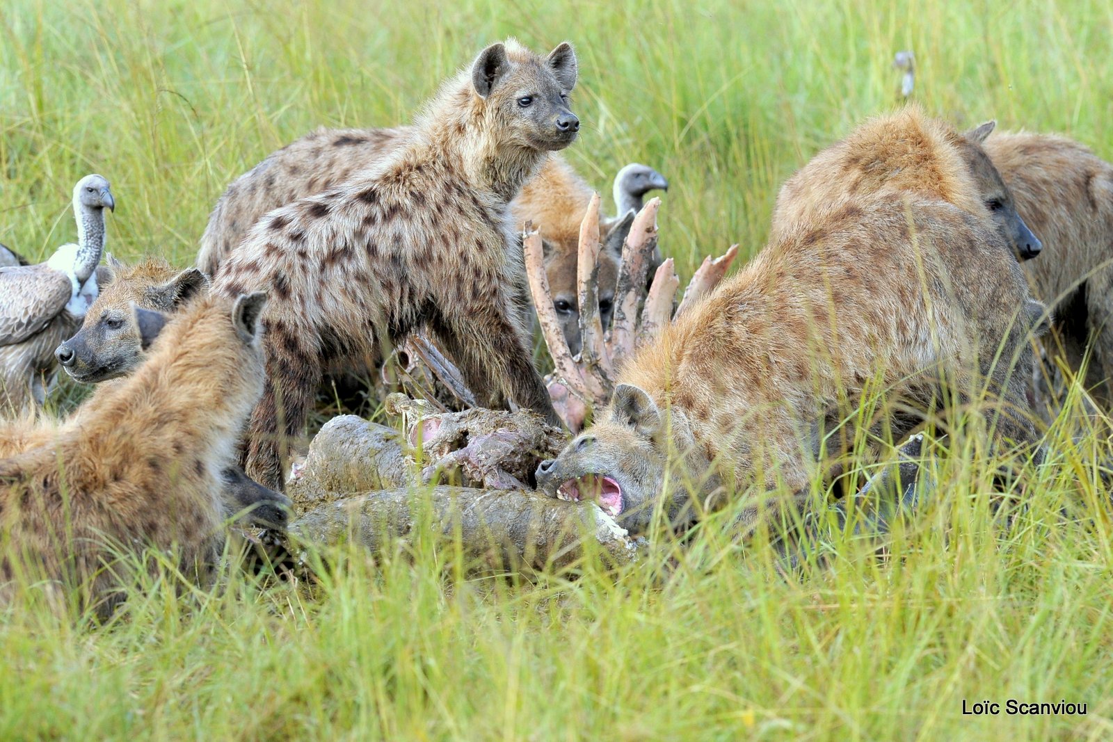Hyène tachetée/Spotted Hyena (23)