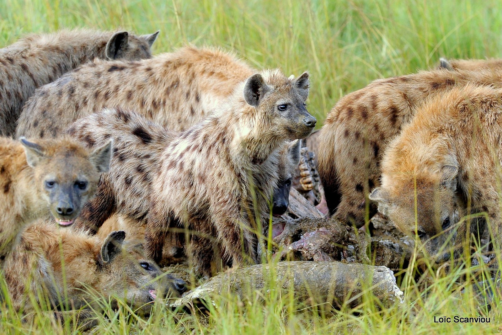 Hyène tachetée/Spotted Hyena (24)