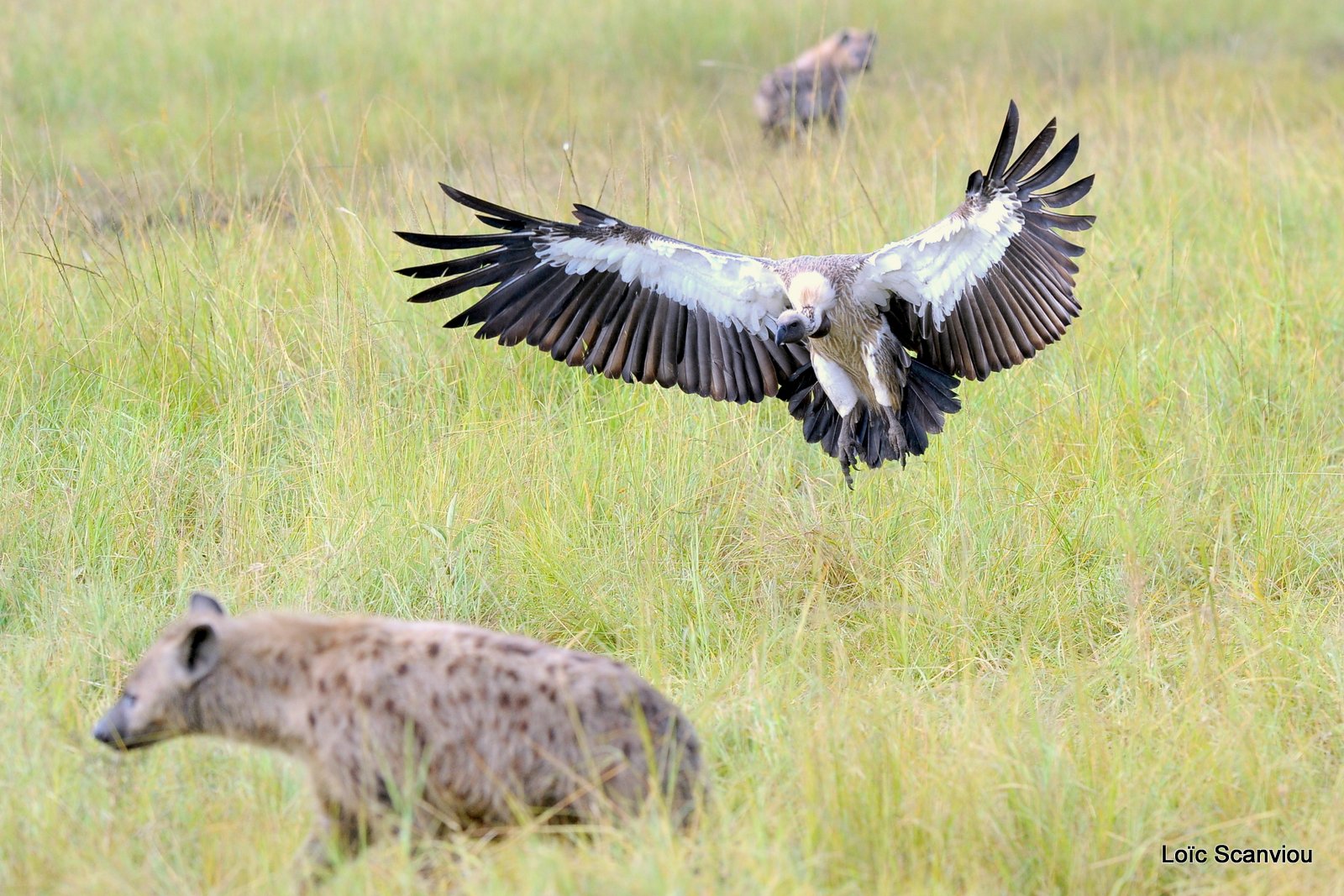 Hyène tachetée/Spotted Hyena (25)