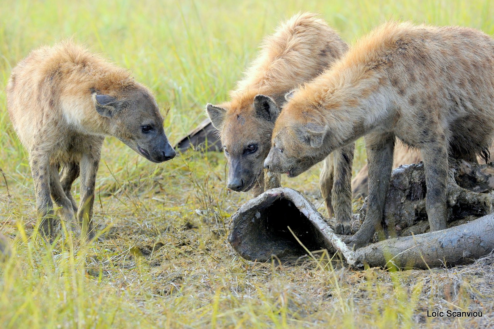 Hyène tachetée/Spotted Hyena (27)
