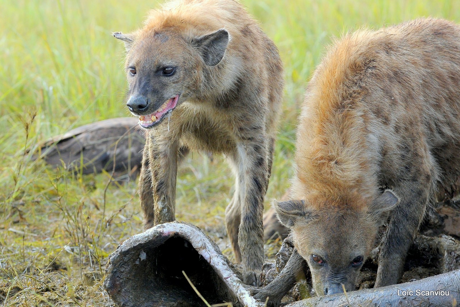 Hyène tachetée/Spotted Hyena (28)
