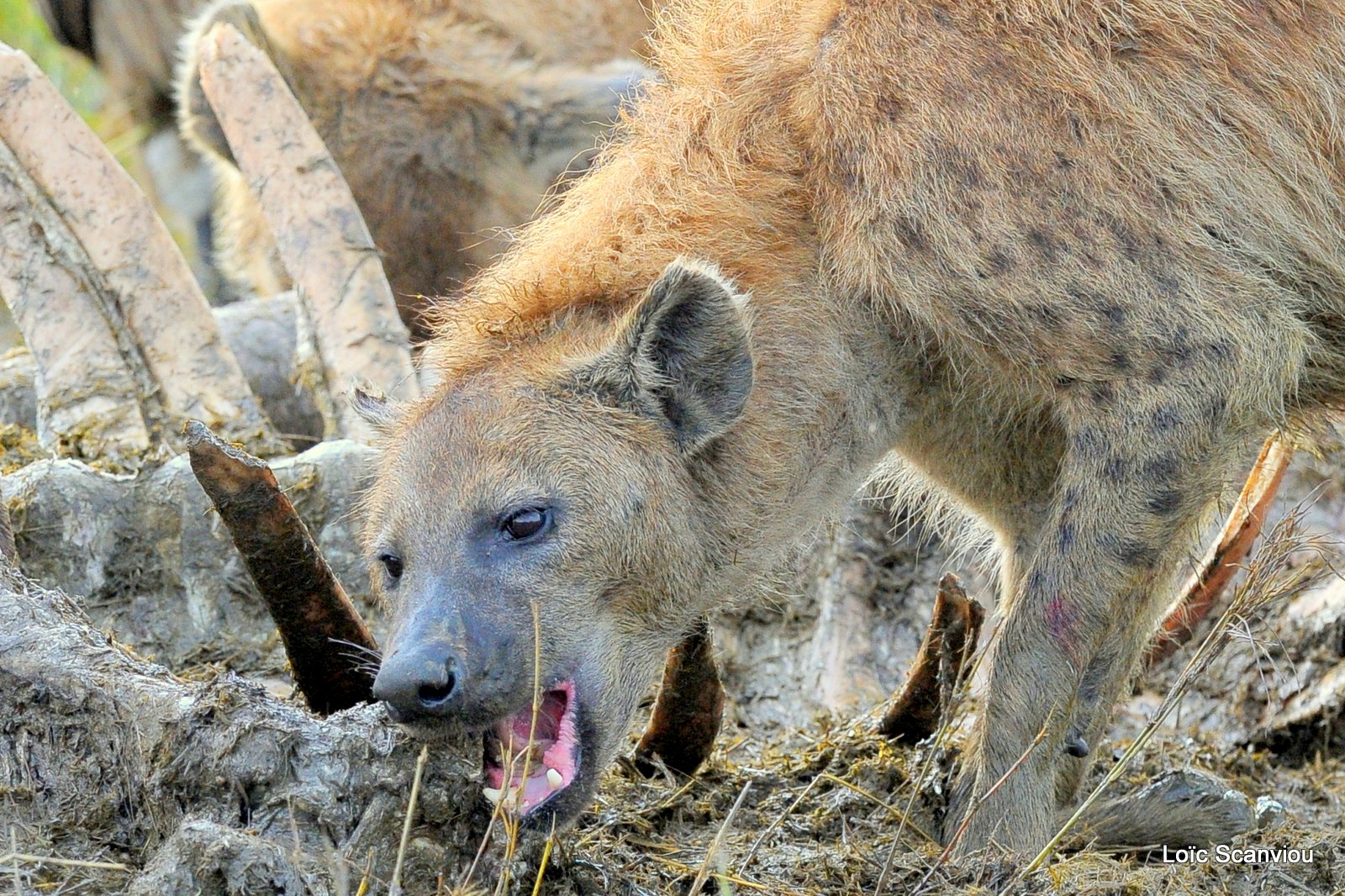 Hyène tachetée/Spotted Hyena (29)