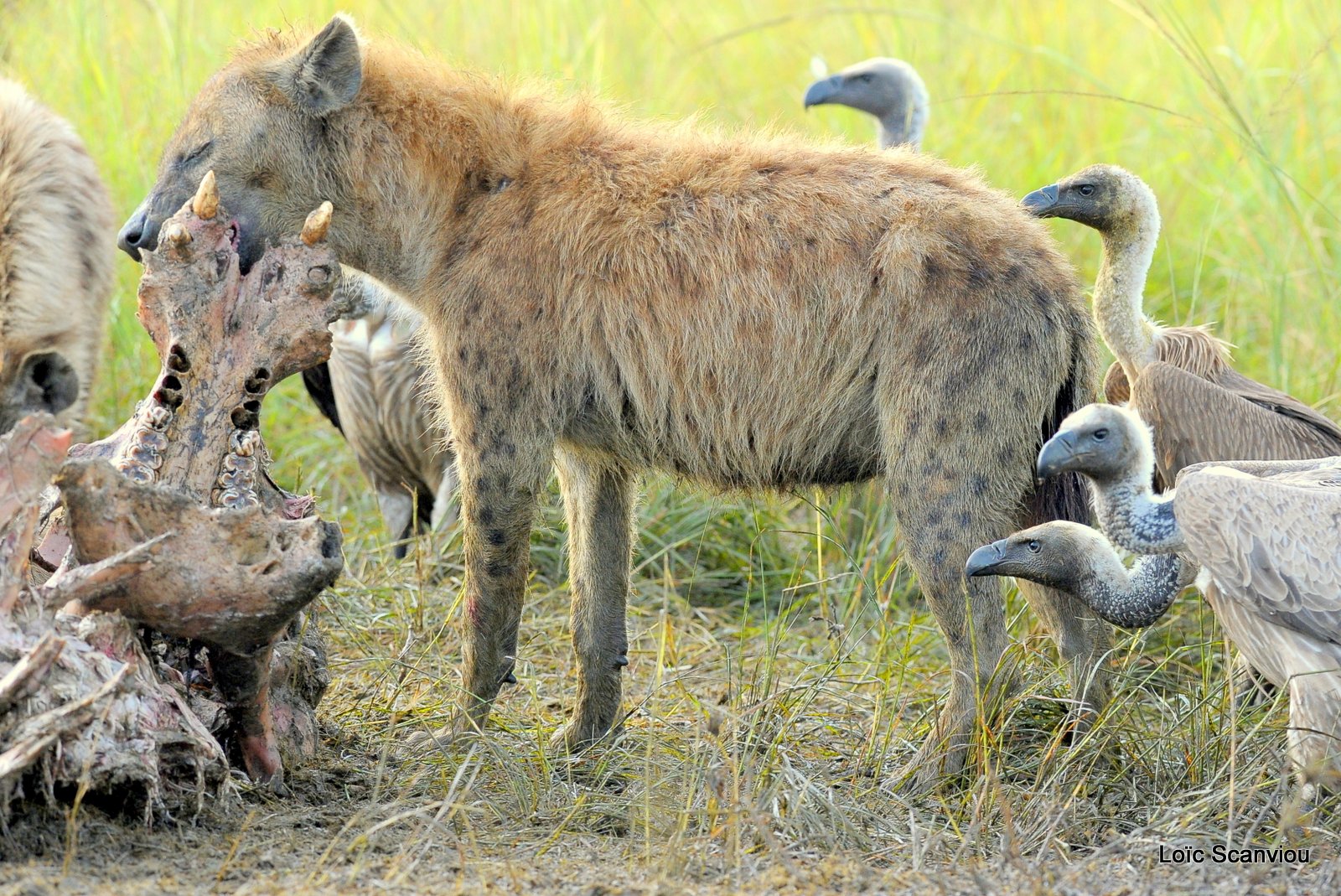 Hyène tachetée/Spotted Hyena (30)