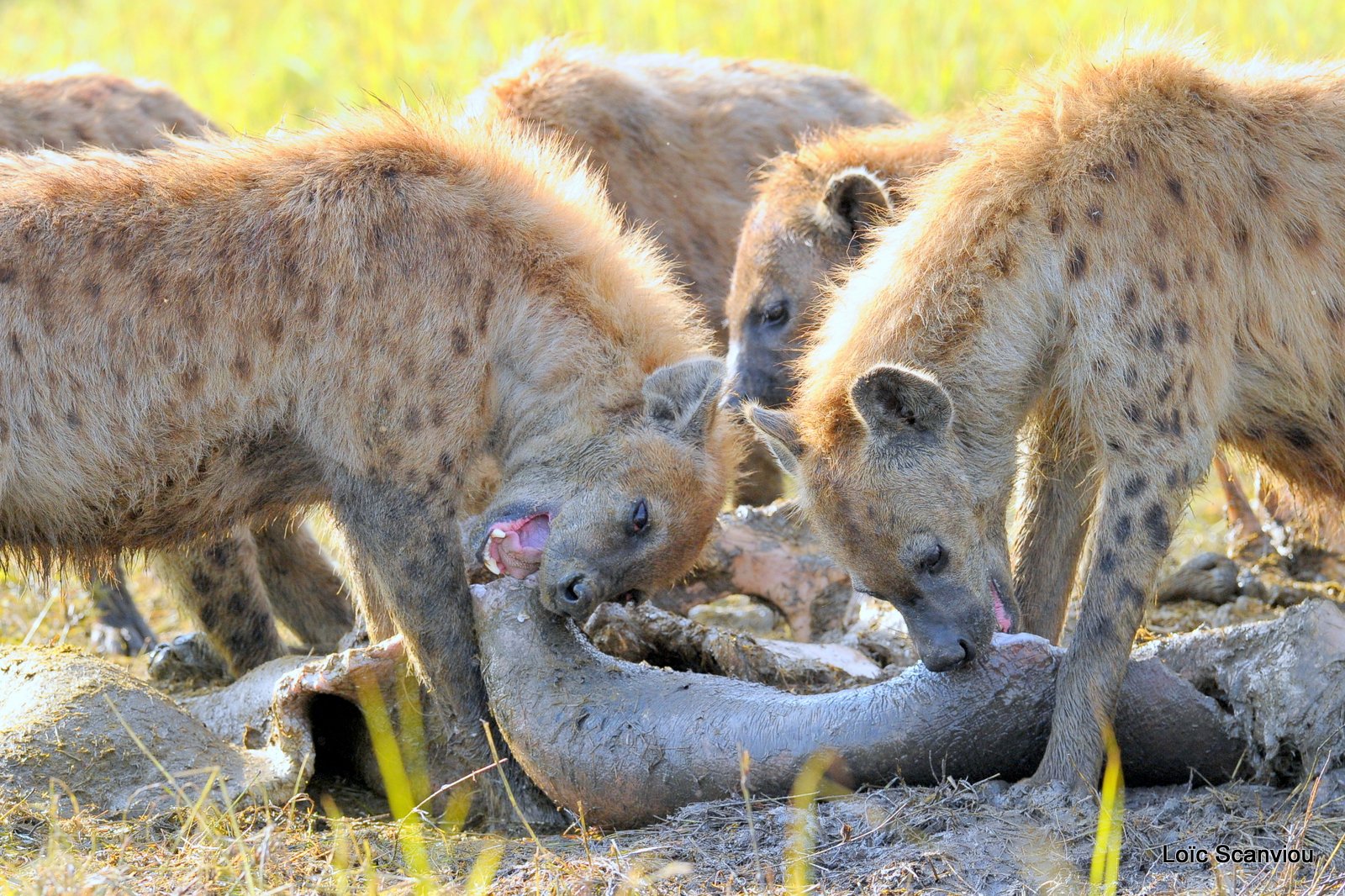 Hyène tachetée/Spotted Hyena (31)