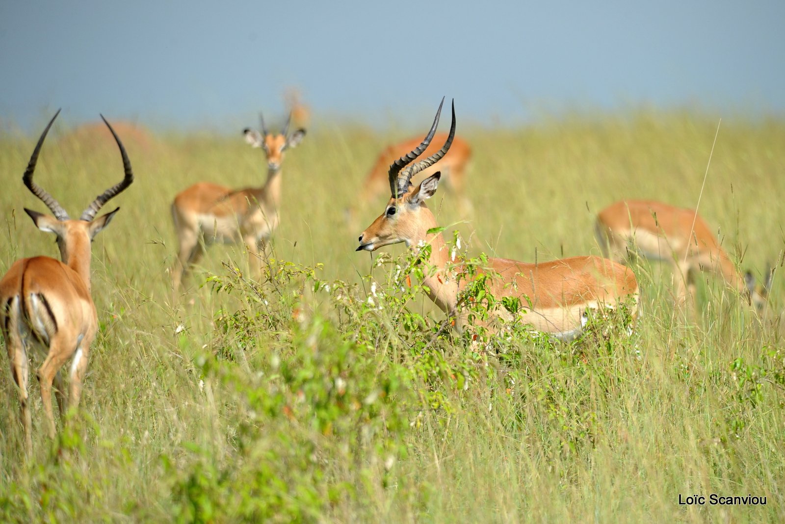 Impala (3)