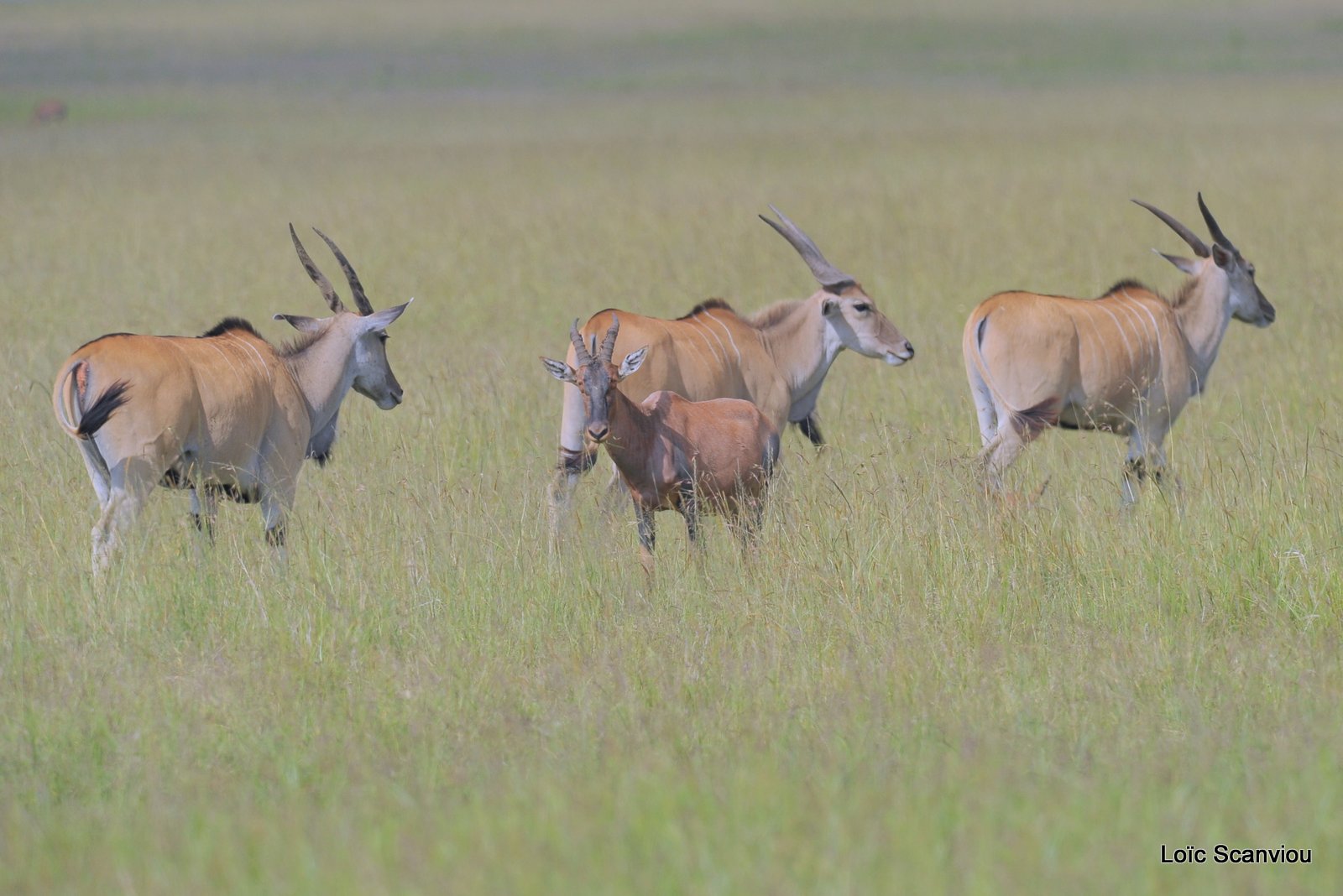 Eland du Cap/Cape Eland (3)