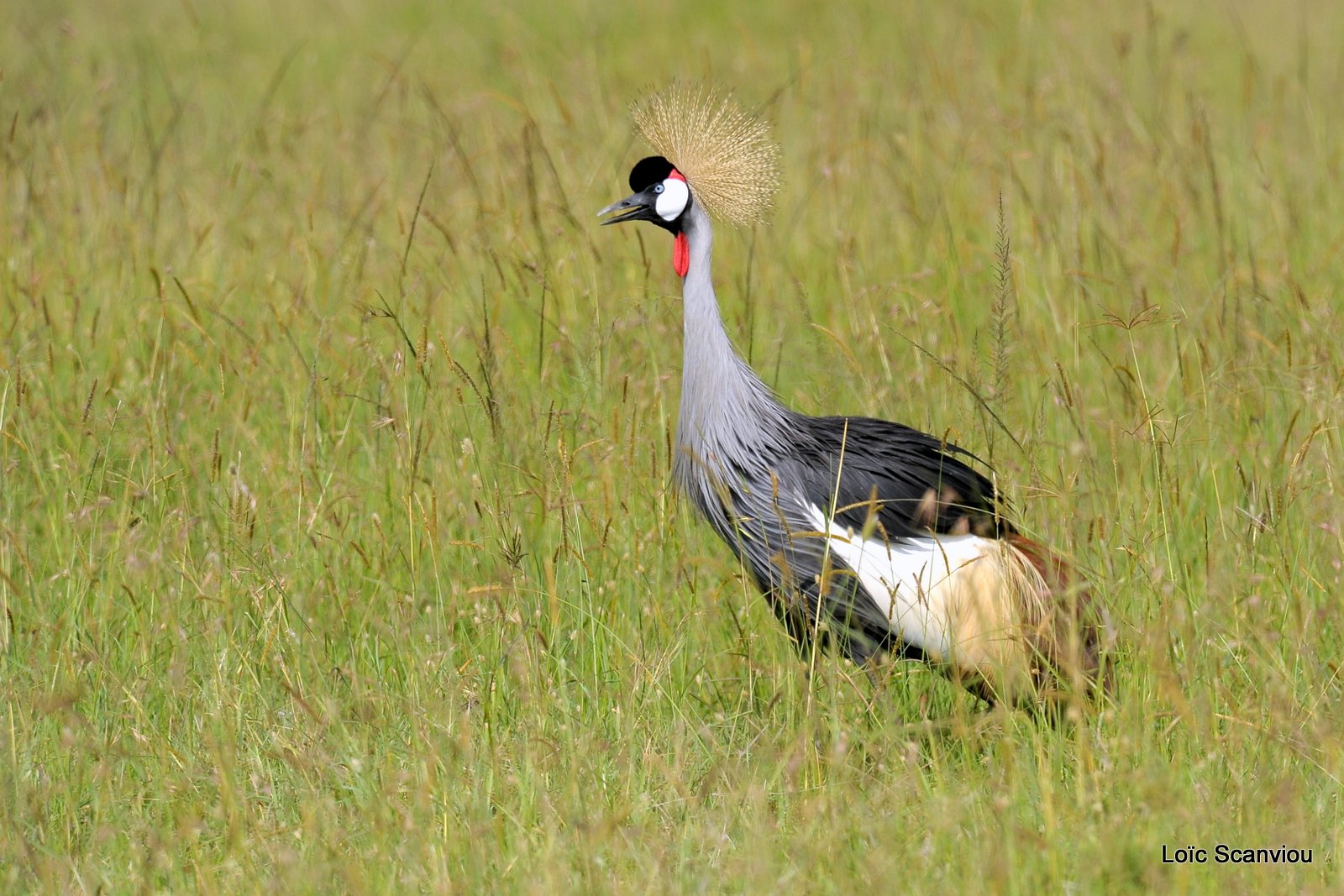 Grue couronnée/Grey-crowned Crane (1)
