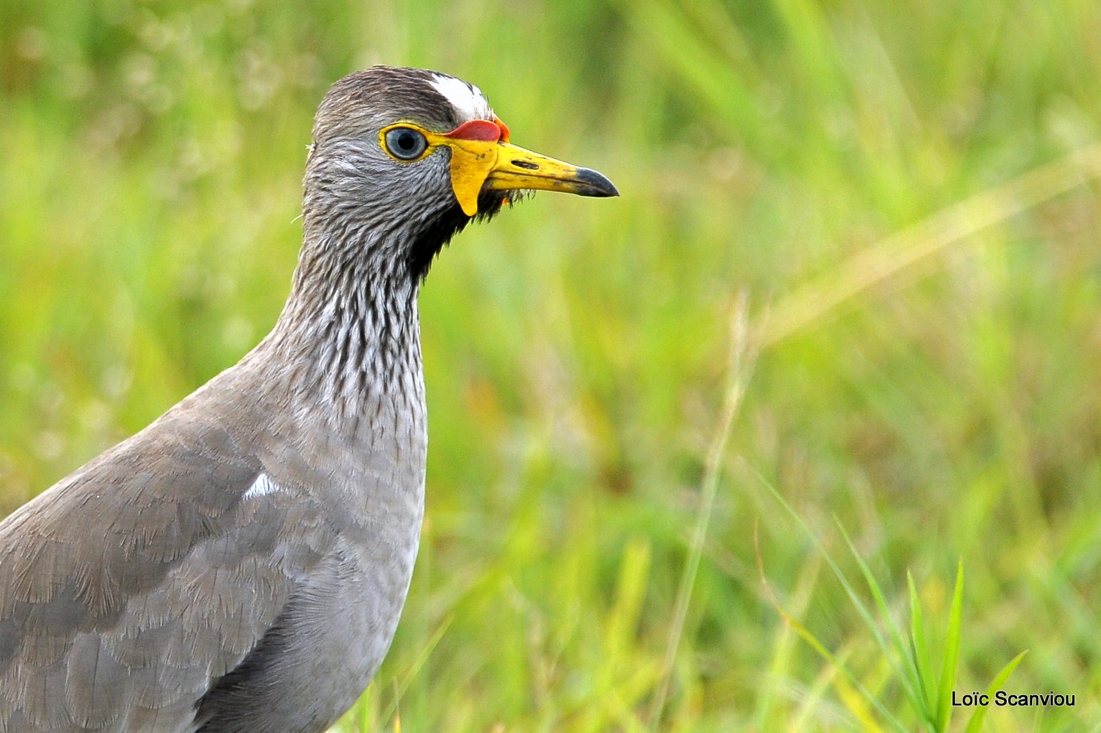 Vanneau du Sénégal/African Wattled Lapwing (1)