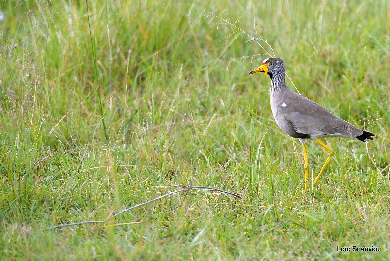 Vanneau du Sénégal/African Wattled Lapwing (2)