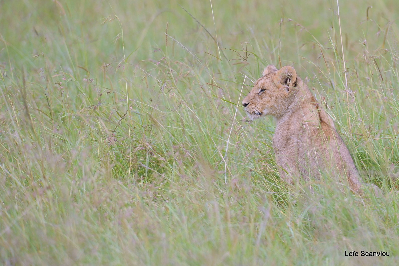Guépard/Cheetah (24)