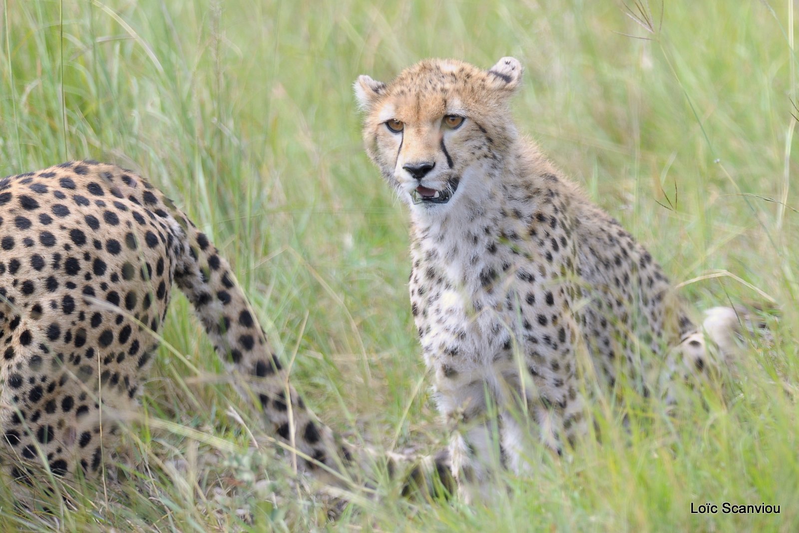Guépard/Cheetah (25)