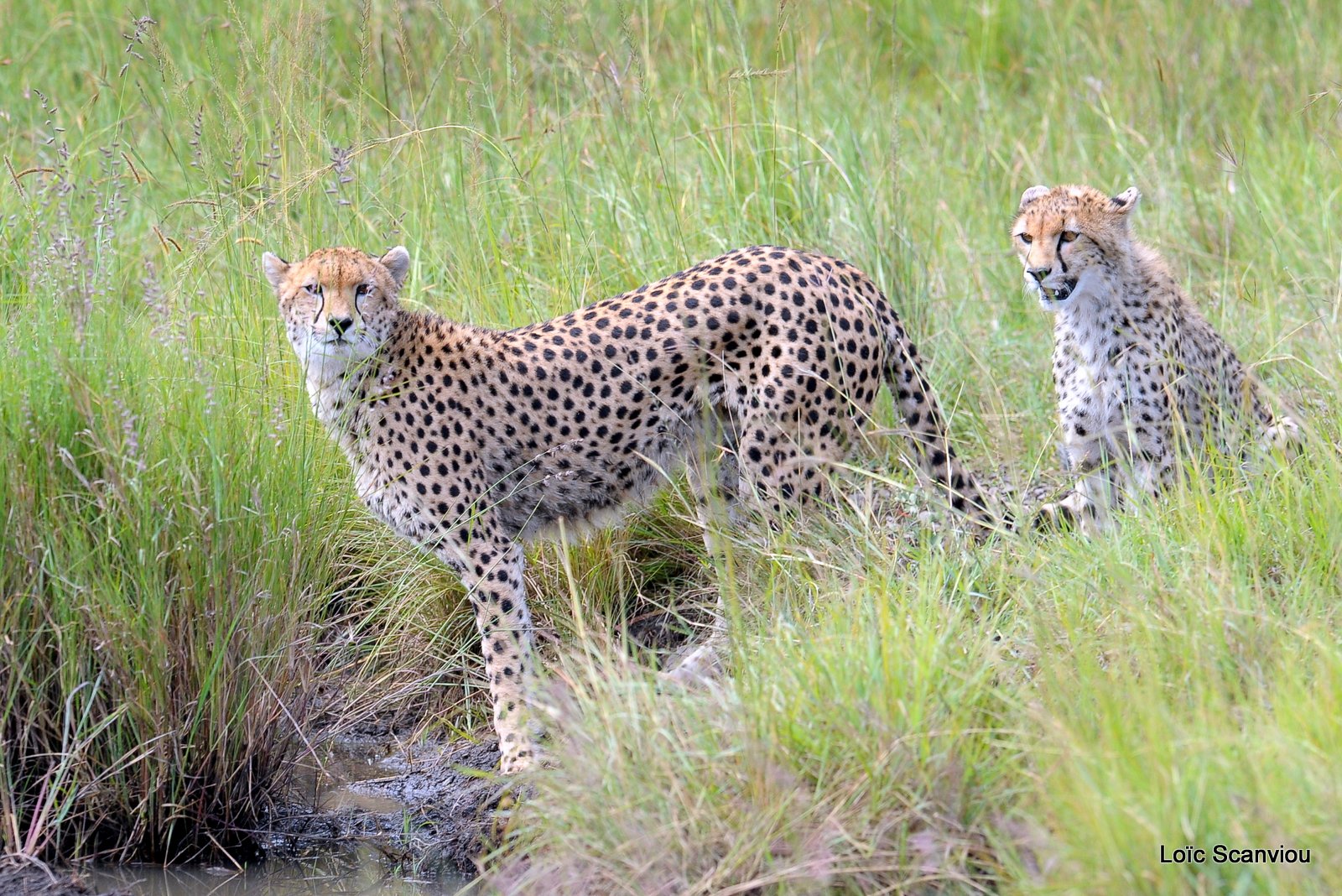 Guépard/Cheetah (26)