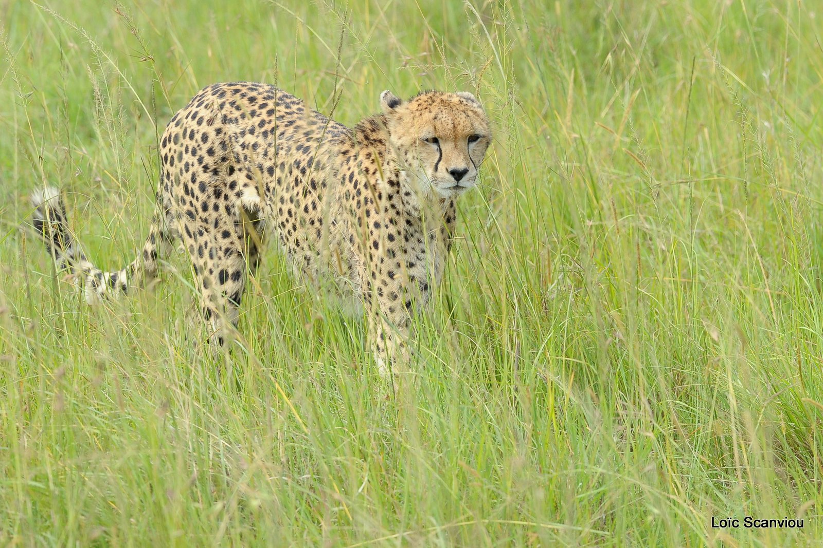 Guépard/Cheetah (27)