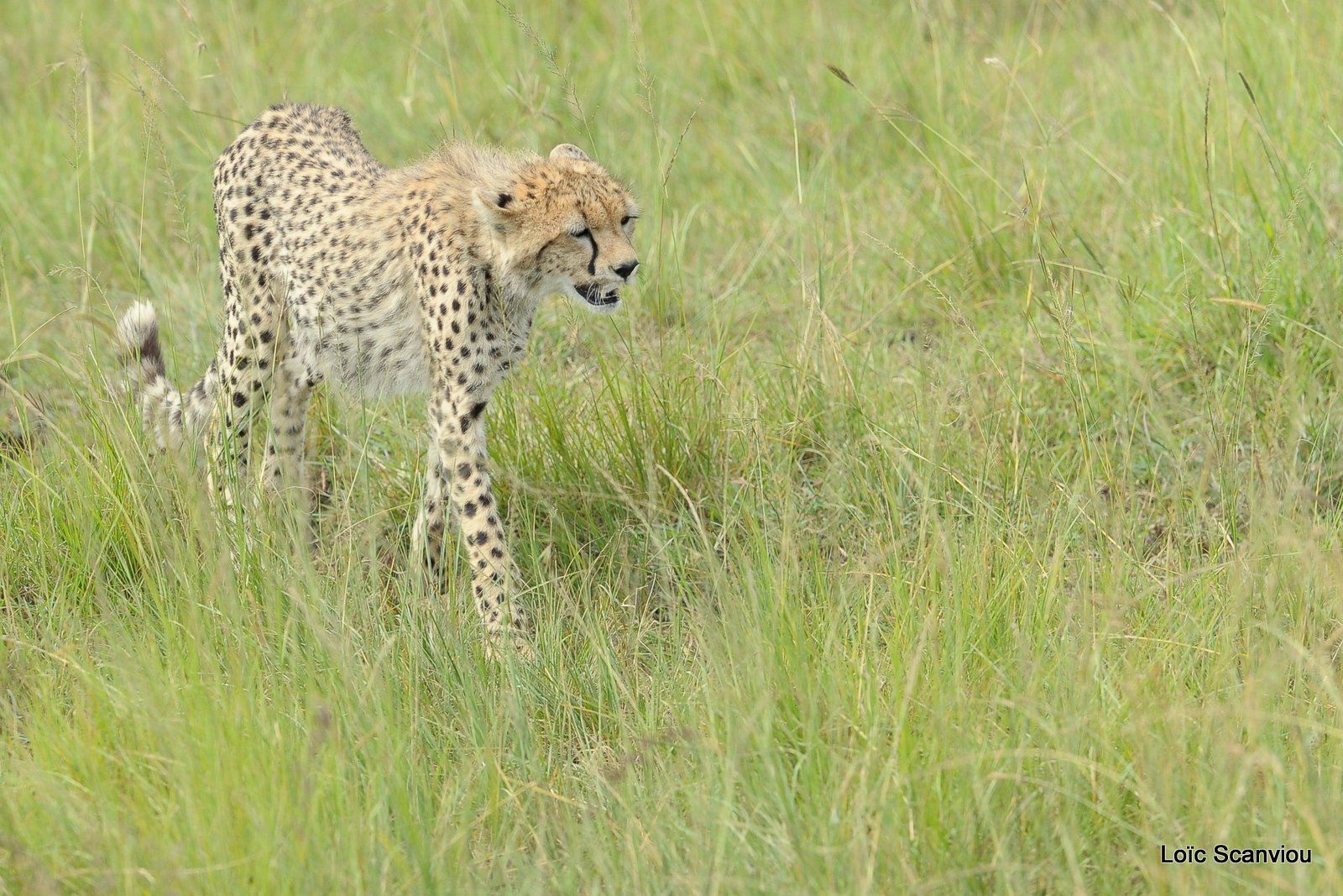 Guépard/Cheetah (28)