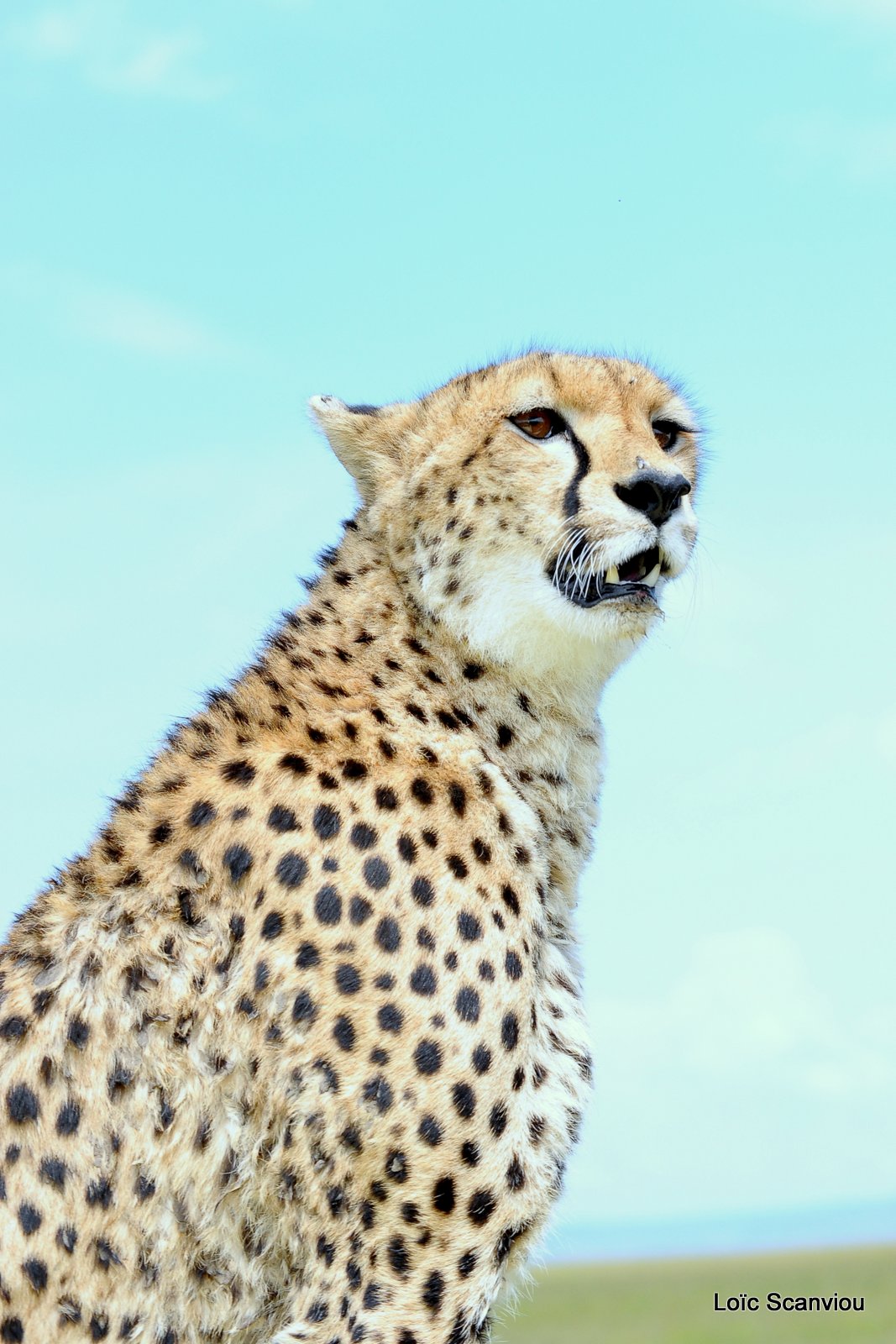 Guépard/Cheetah (29)
